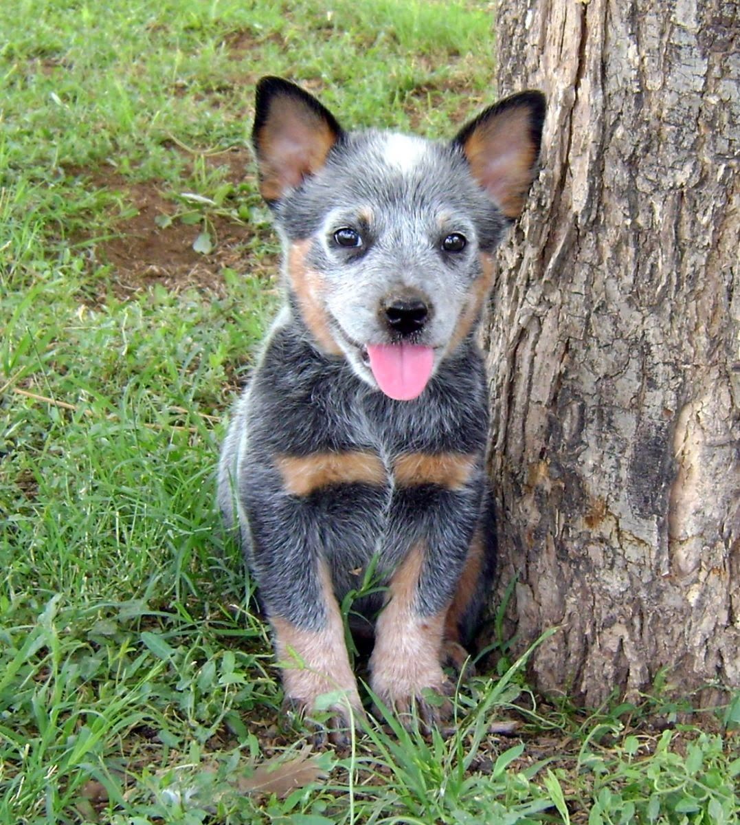 Blue Heeler Wallpapers Wallpaper Cave