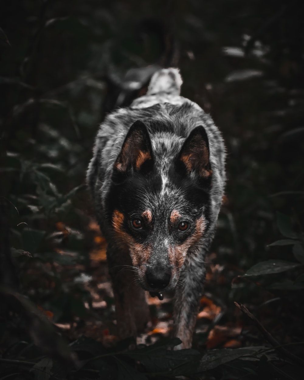 Blue Heeler Wallpapers Wallpaper Cave