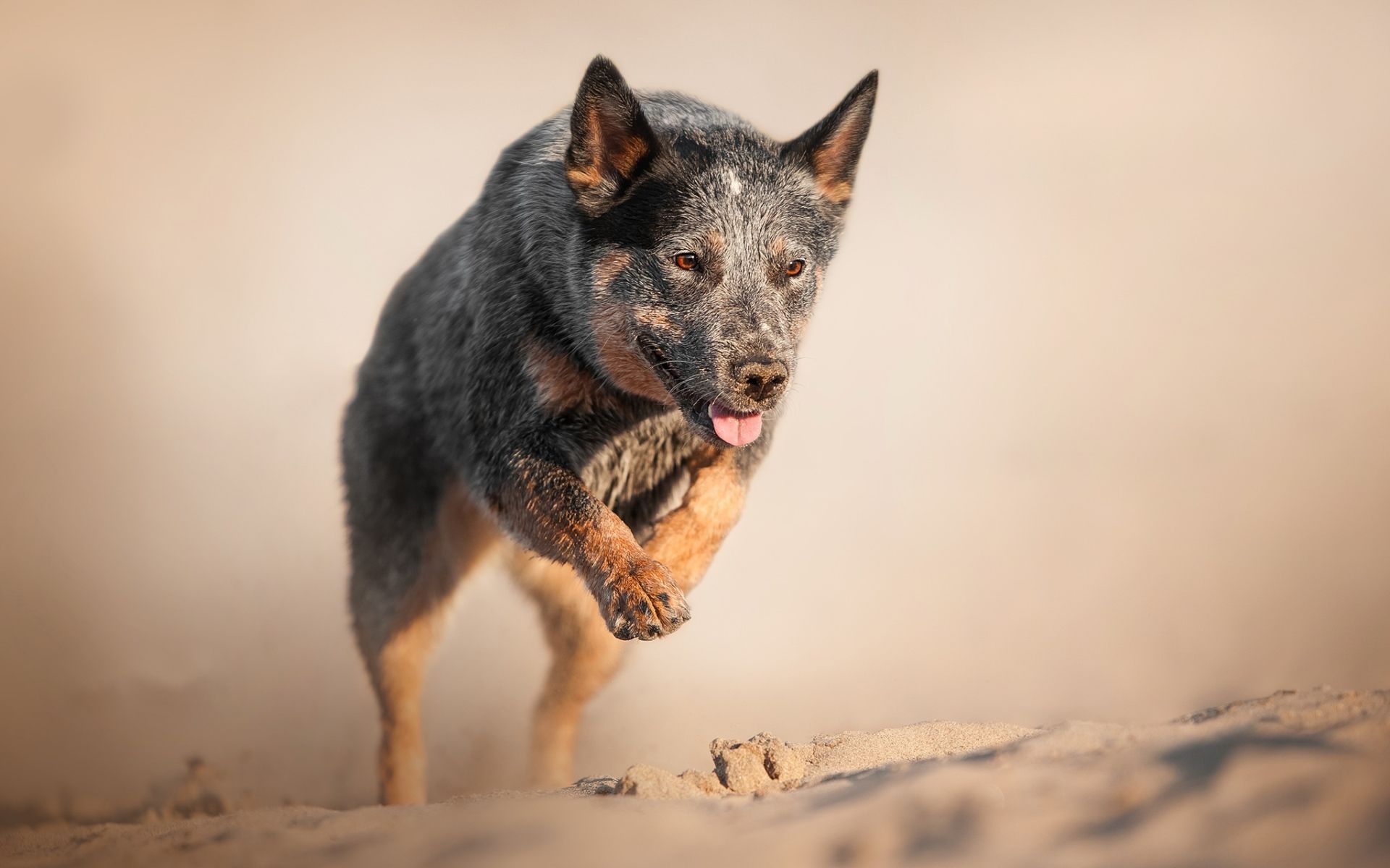 Blue Heeler Wallpapers Wallpaper Cave