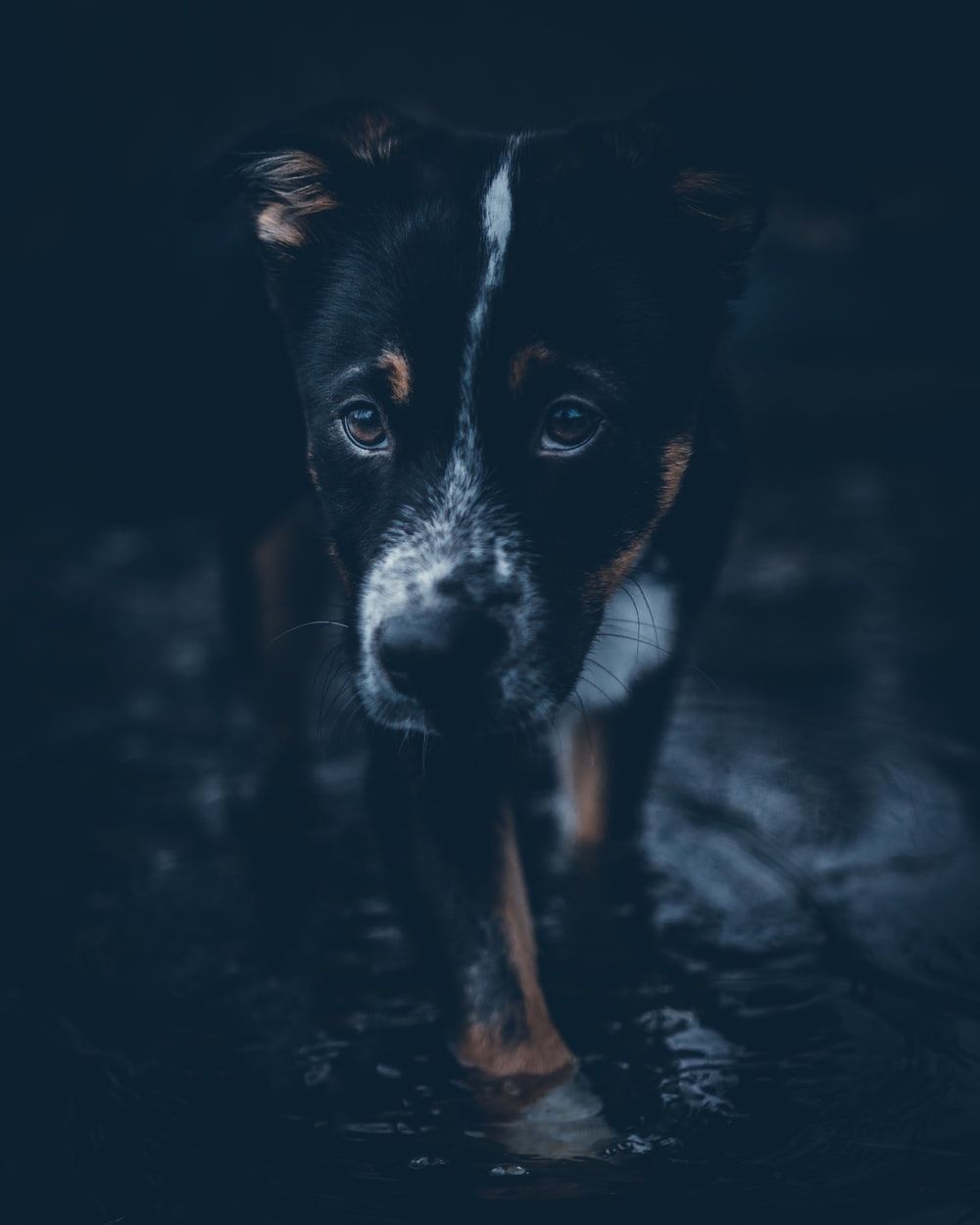 Blue Heeler Wallpapers Wallpaper Cave
