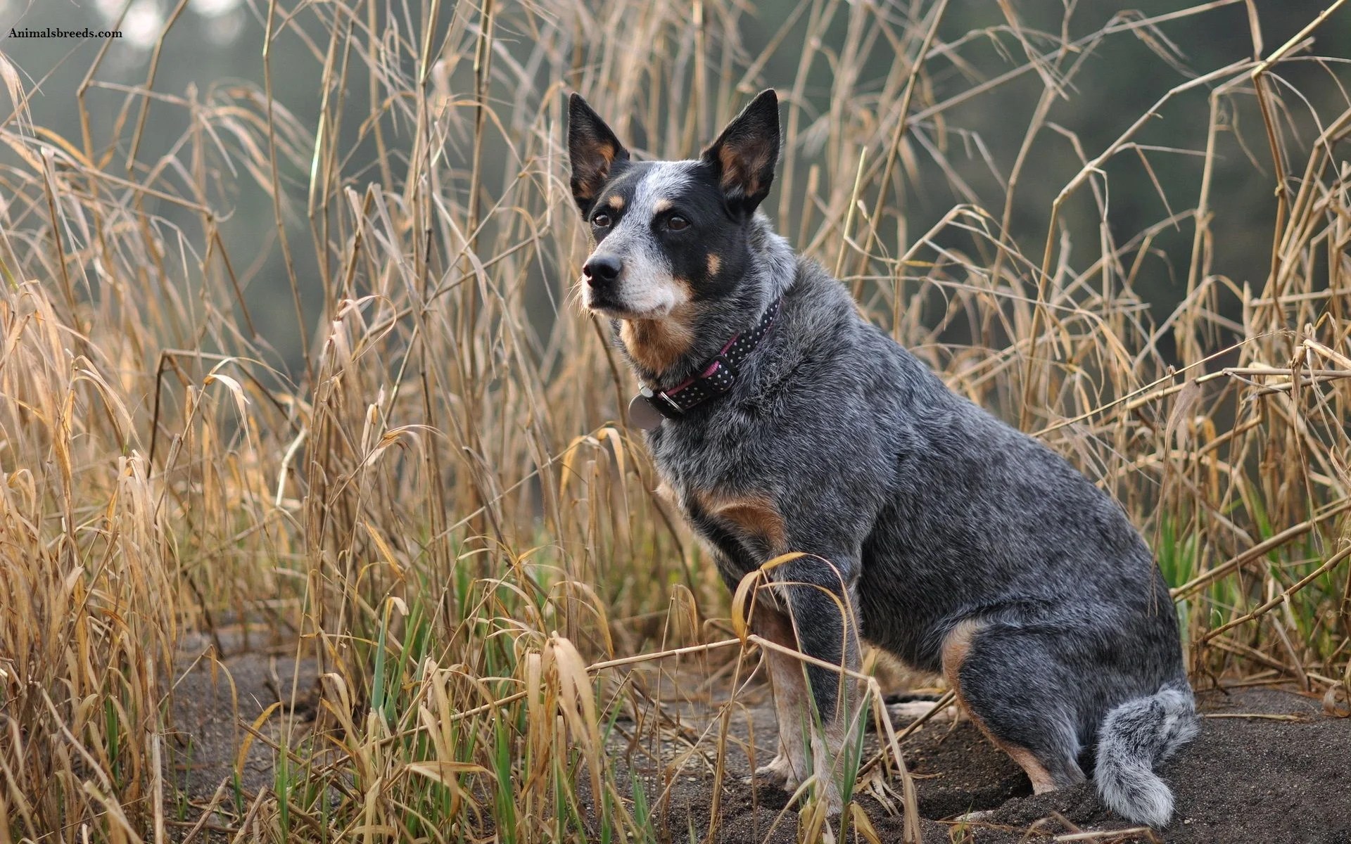 Blue Heeler Wallpapers Wallpaper Cave