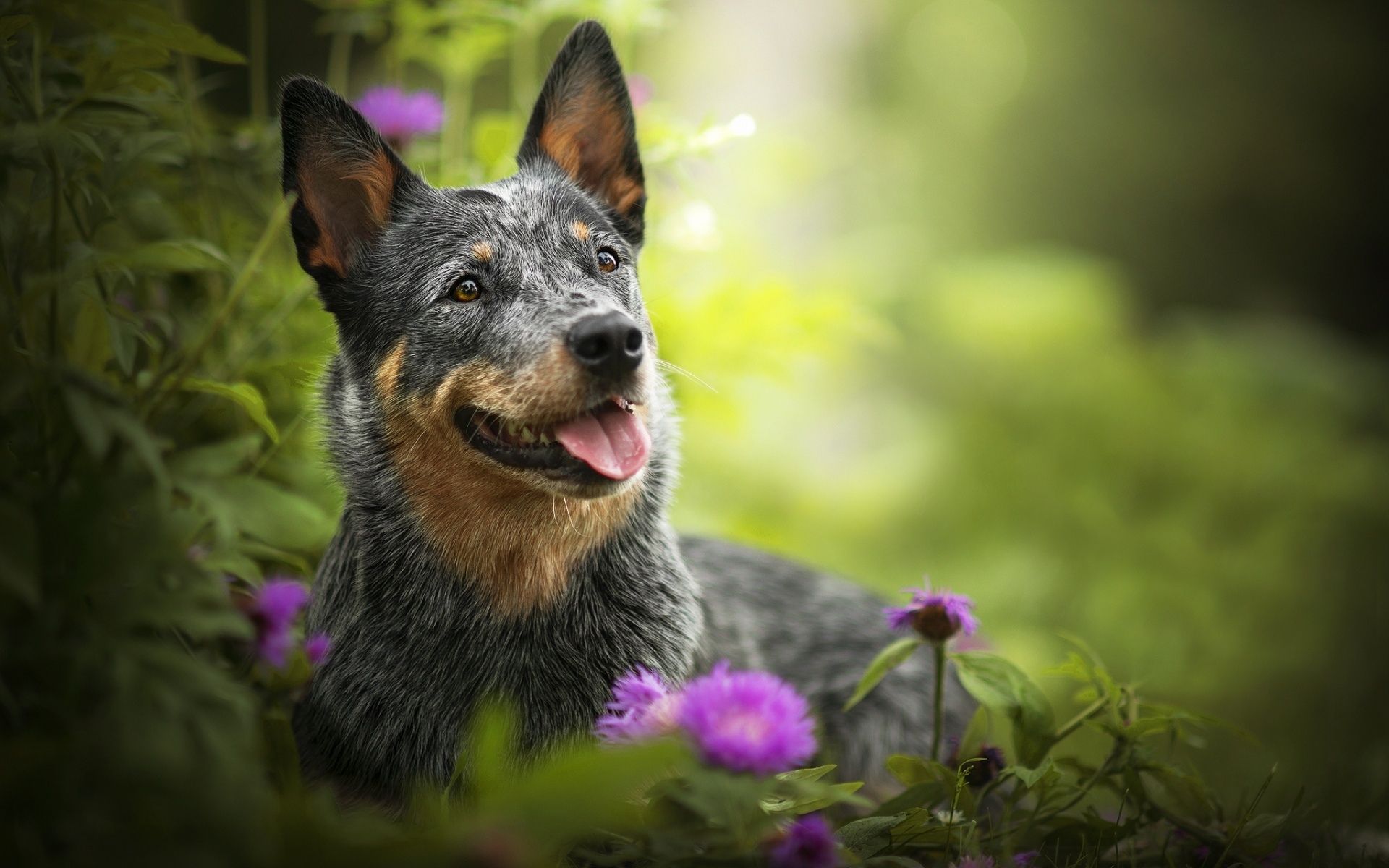 Blue Heeler Wallpapers Wallpaper Cave