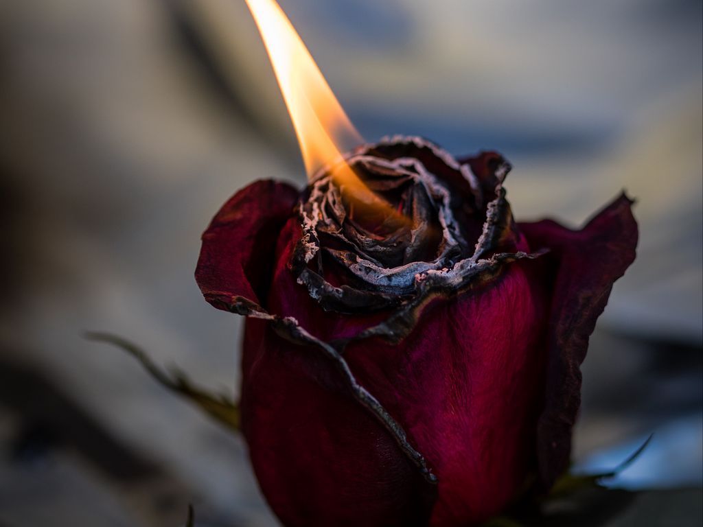 Rose On Fire Wallpapers Wallpaper Cave