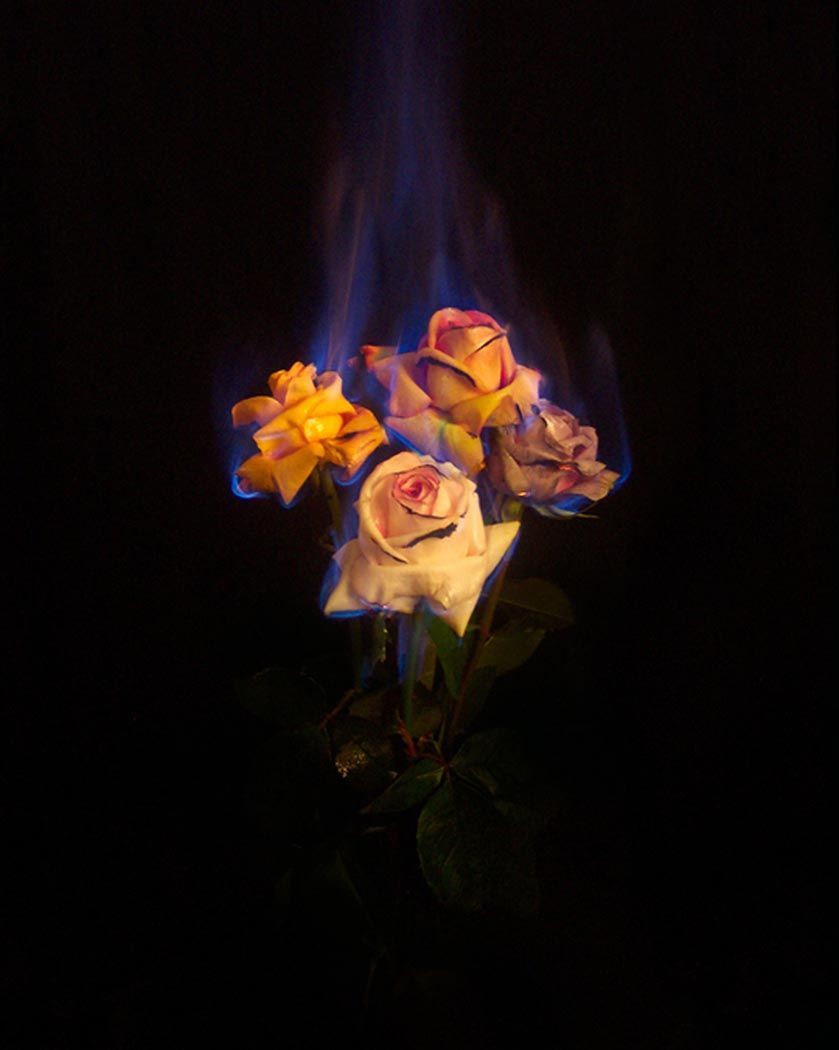 Rose On Fire Wallpapers Wallpaper Cave
