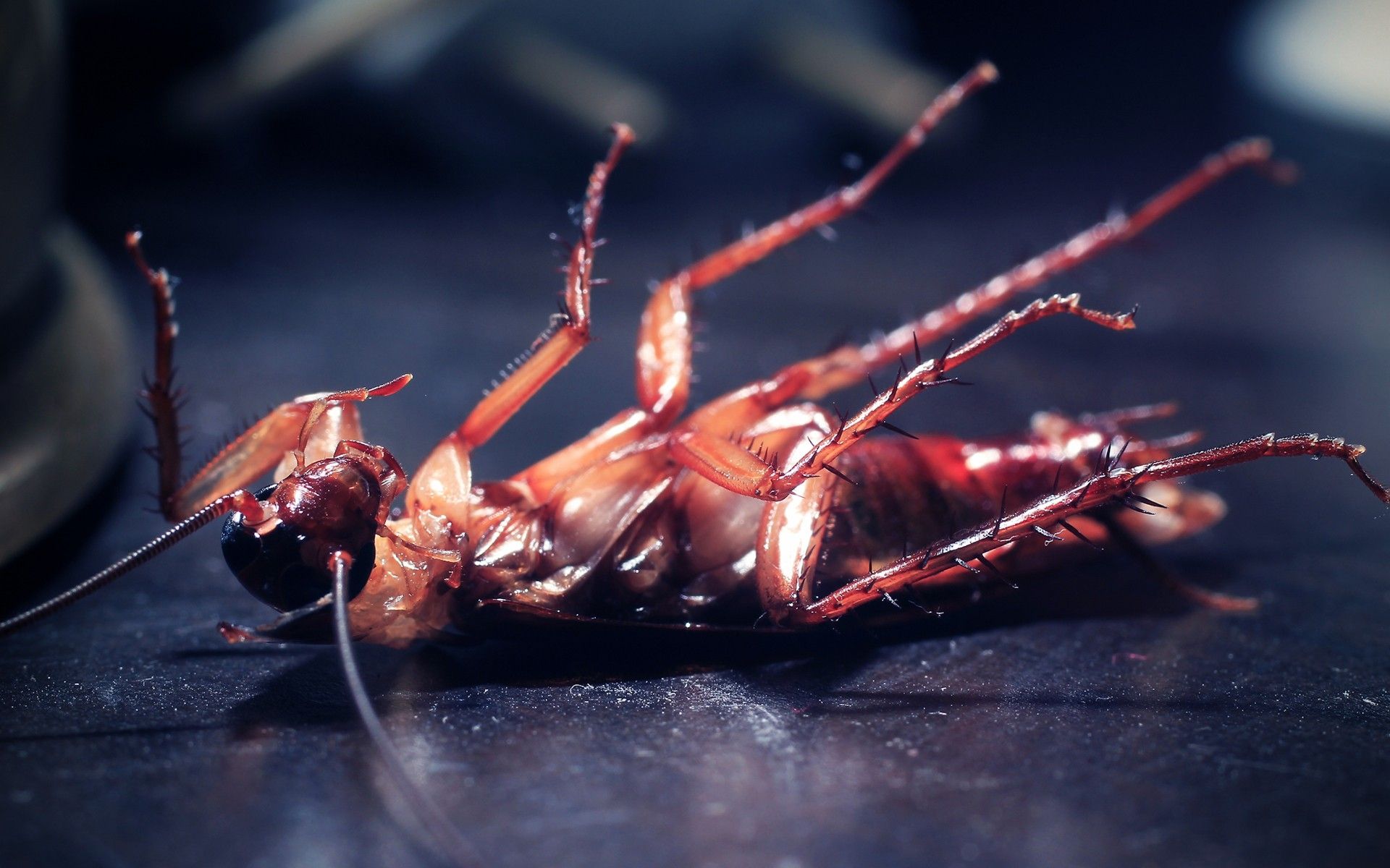 Cockroach Wallpapers Wallpaper Cave