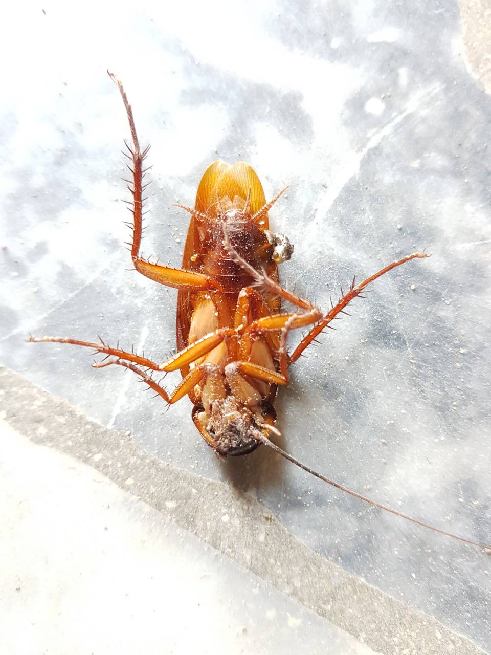 Cockroach Wallpapers Wallpaper Cave