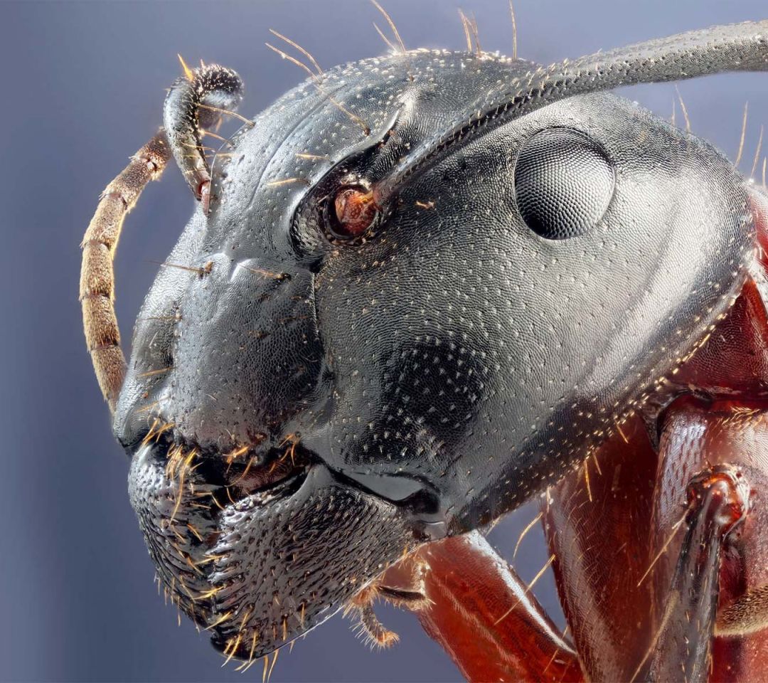 Cockroach Wallpapers Wallpaper Cave