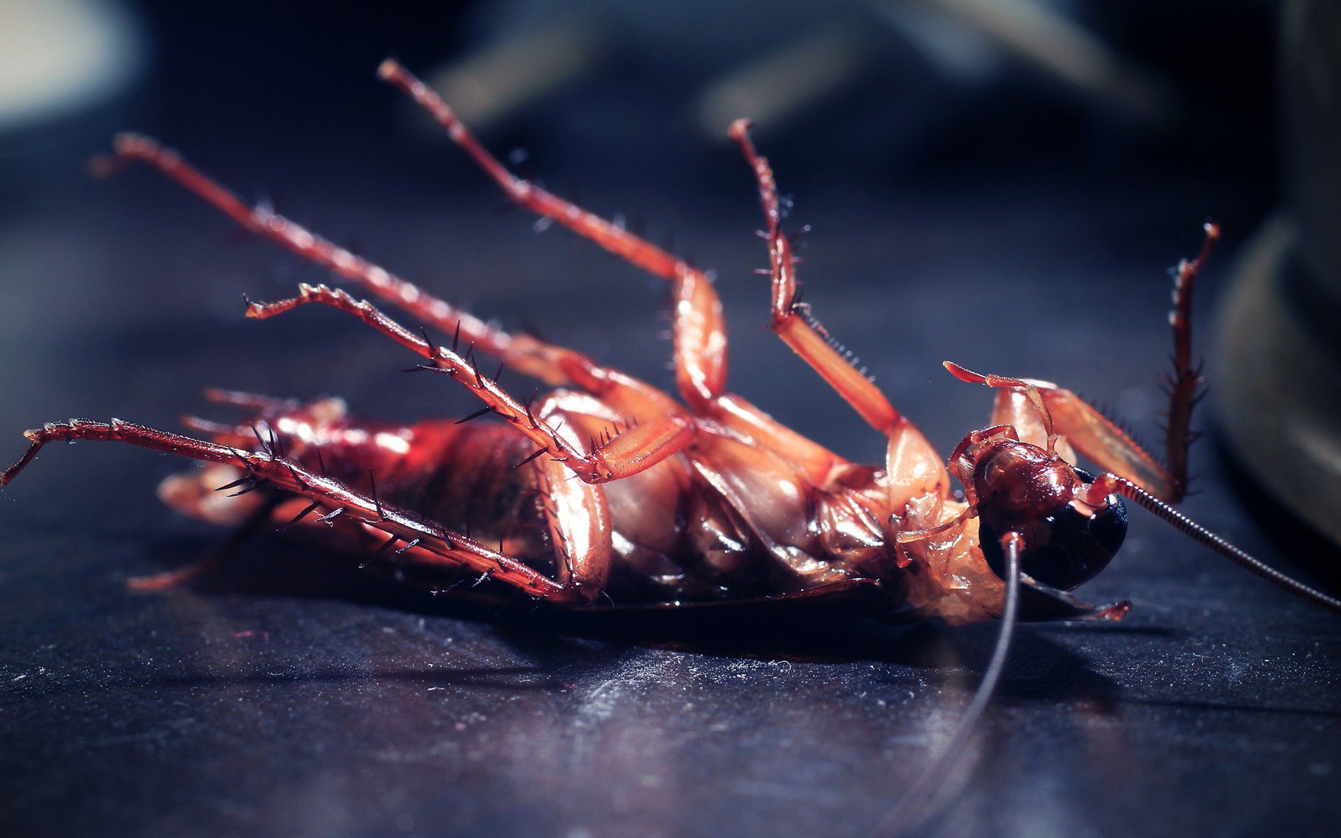 Cockroach Wallpapers Wallpaper Cave