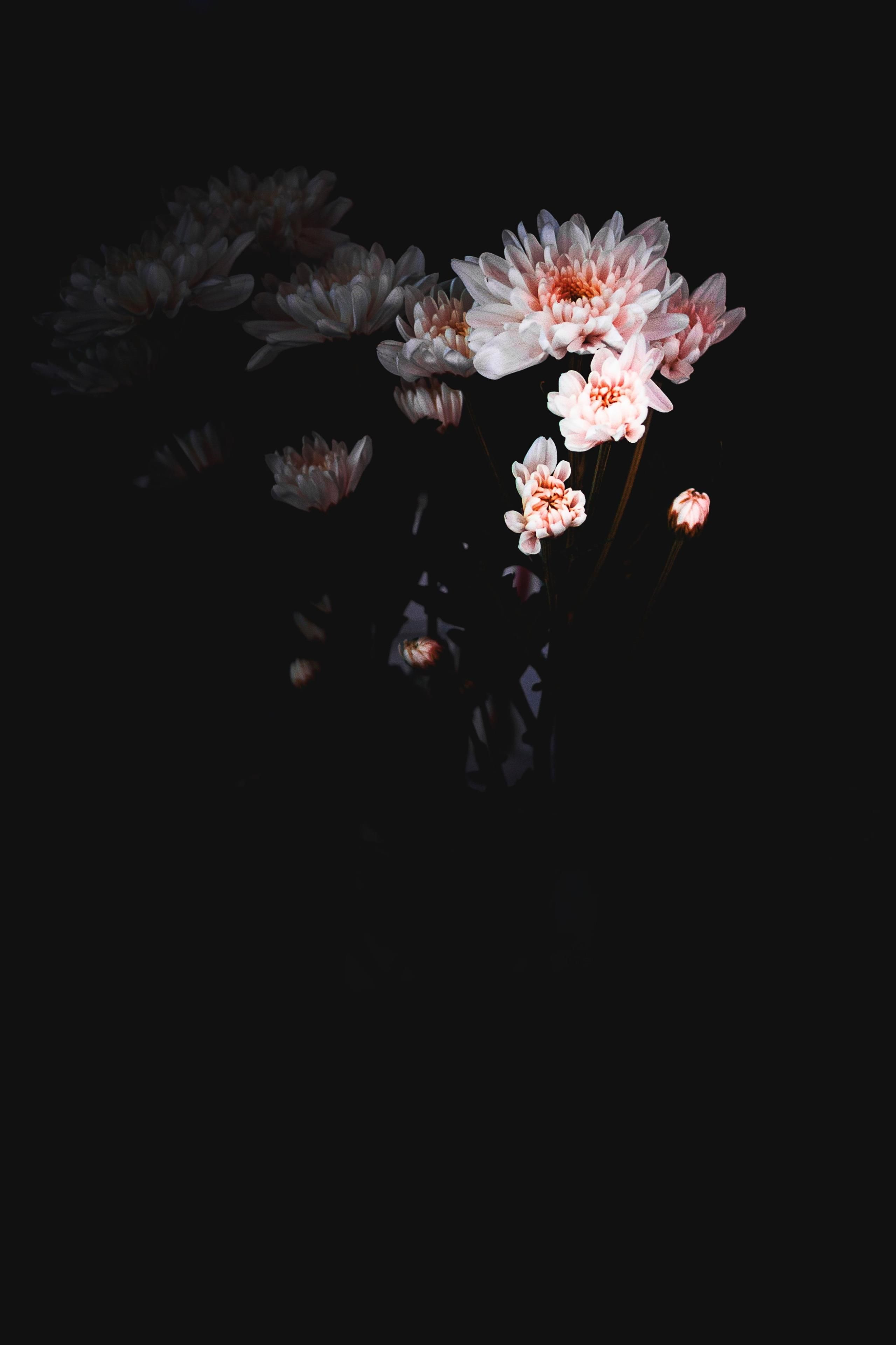 Amoled Black Flowers Wallpapers Wallpaper Cave