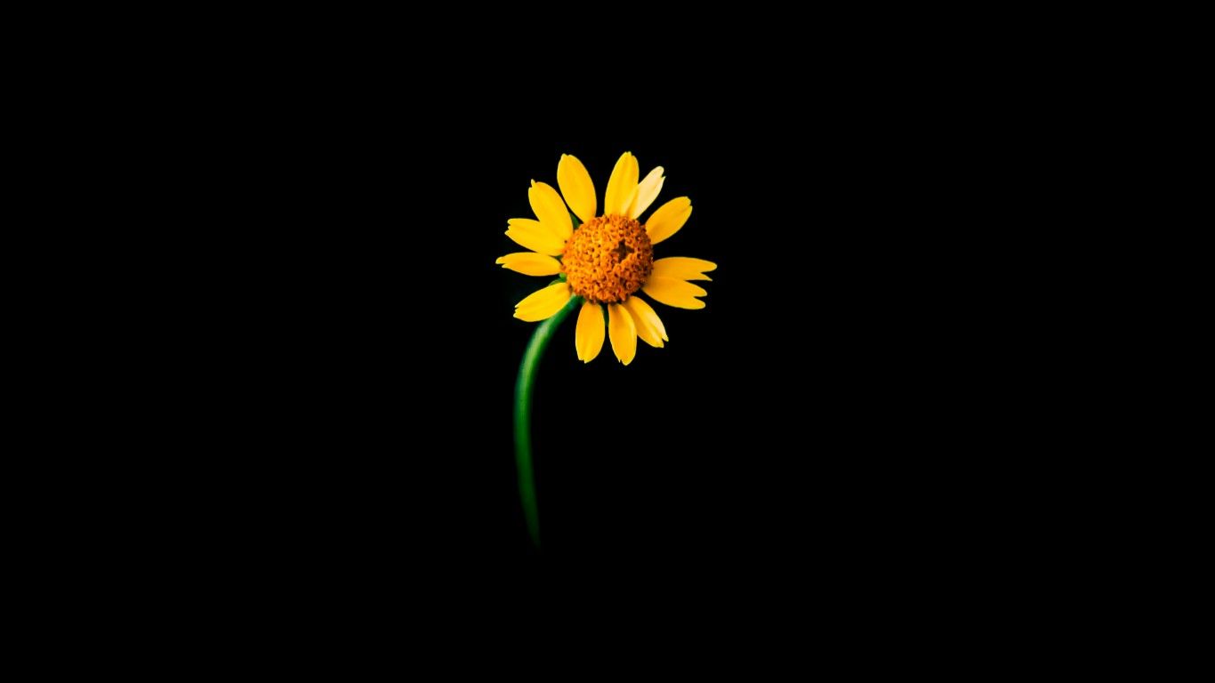 Amoled Black Flowers Wallpapers Wallpaper Cave