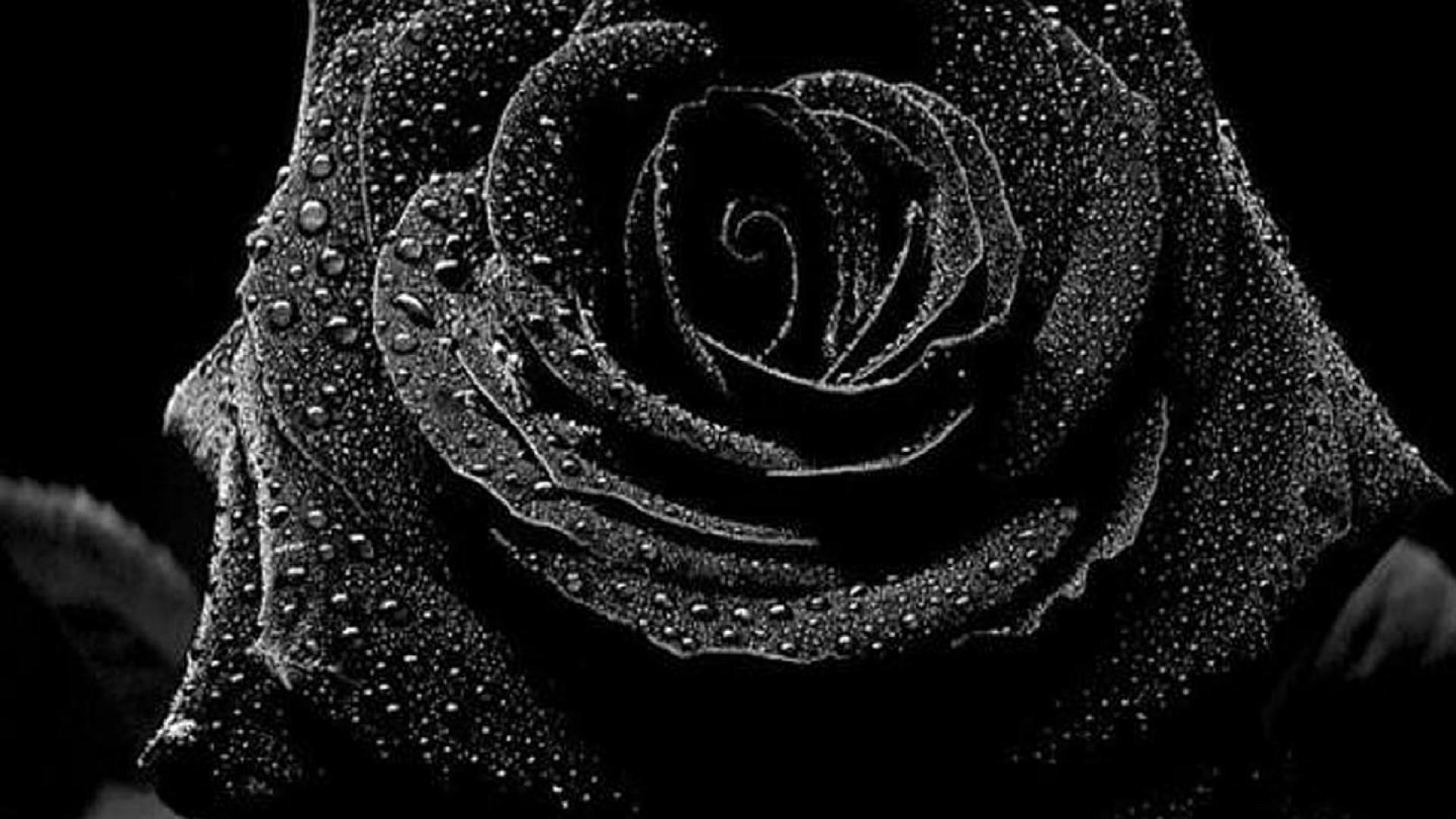 Amoled Black Flowers Wallpapers Wallpaper Cave