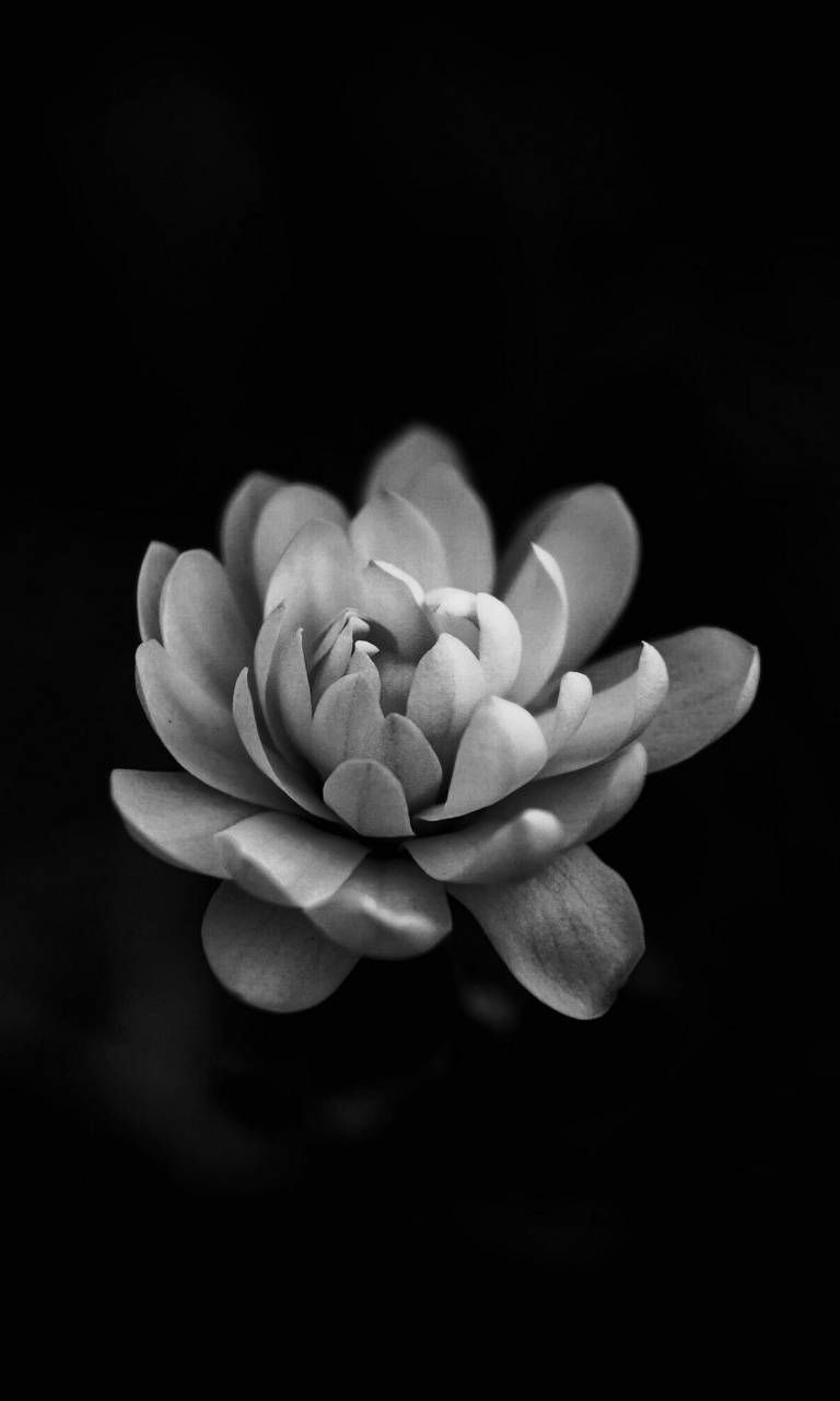 Amoled Black Flowers Wallpapers Wallpaper Cave