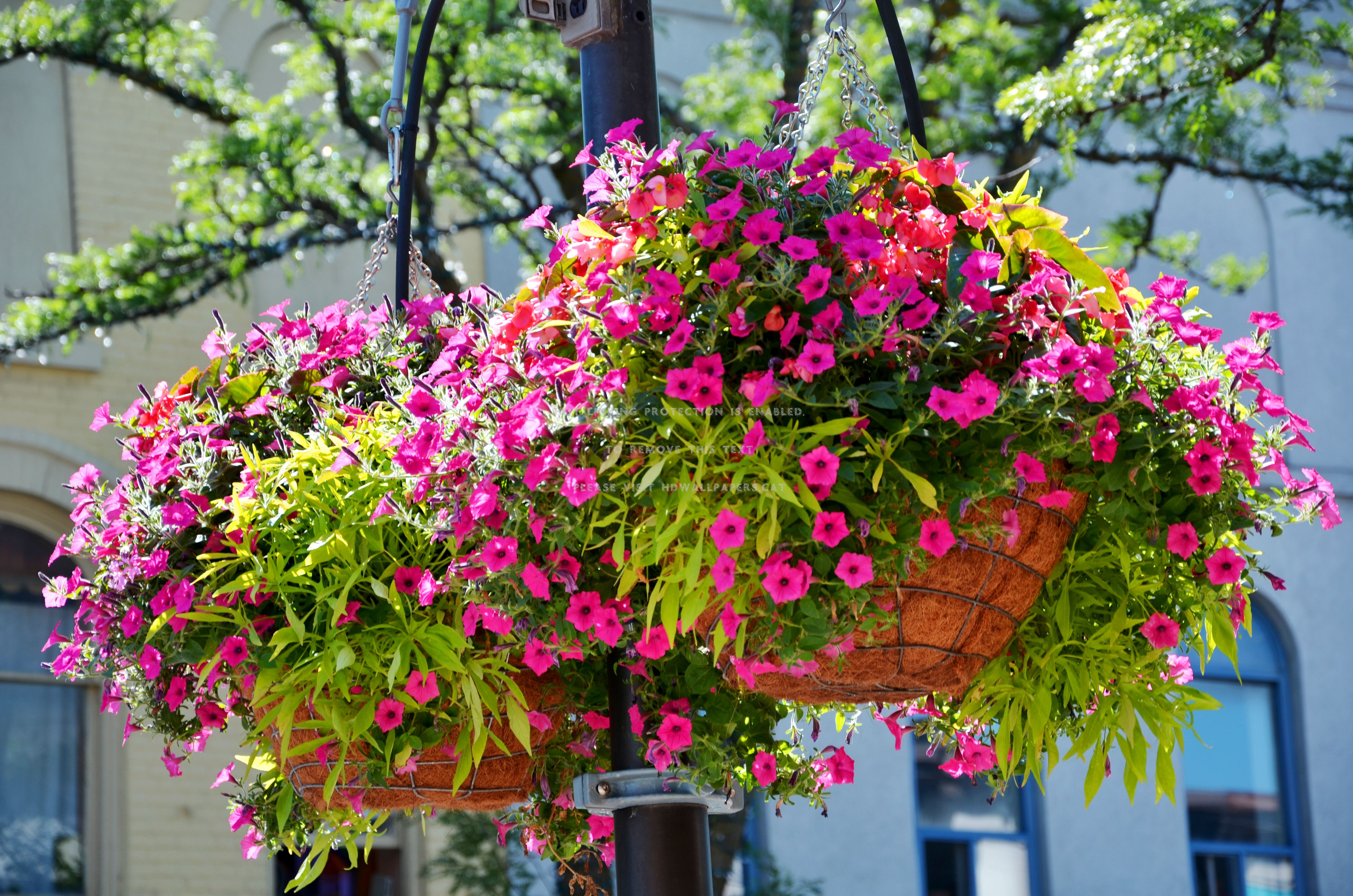 Hanging Plants Wallpapers Wallpaper Cave