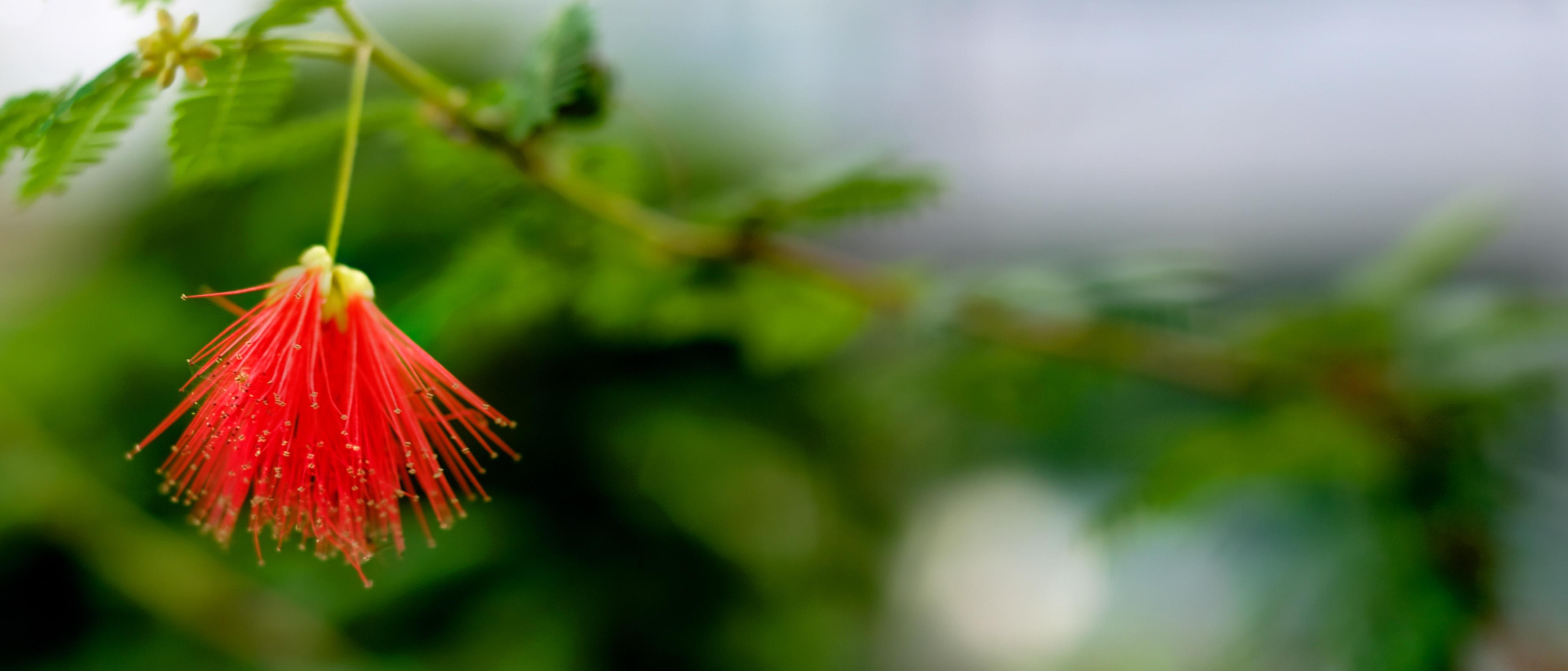 Hanging Plants Wallpapers Wallpaper Cave