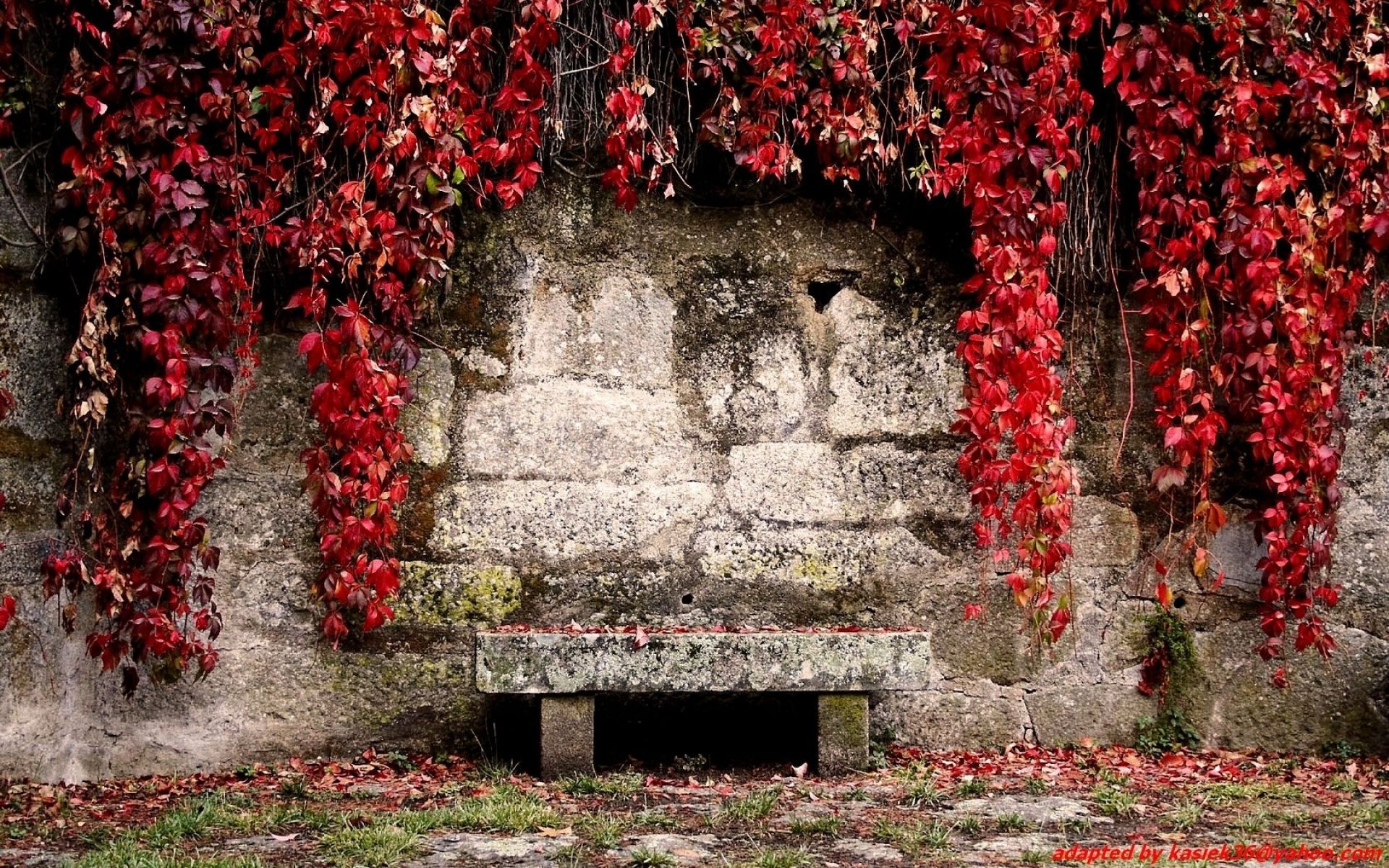 Hanging Plants Wallpapers Wallpaper Cave