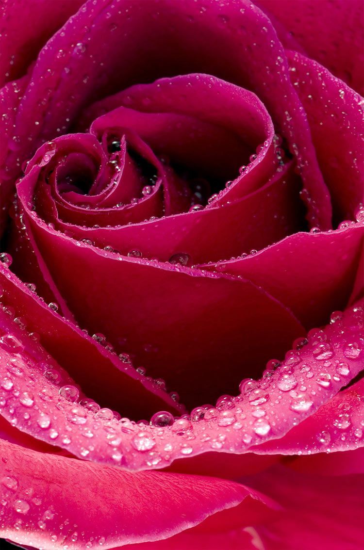 Beautiful Rose Flower Images Wallpapers Best Flower Site