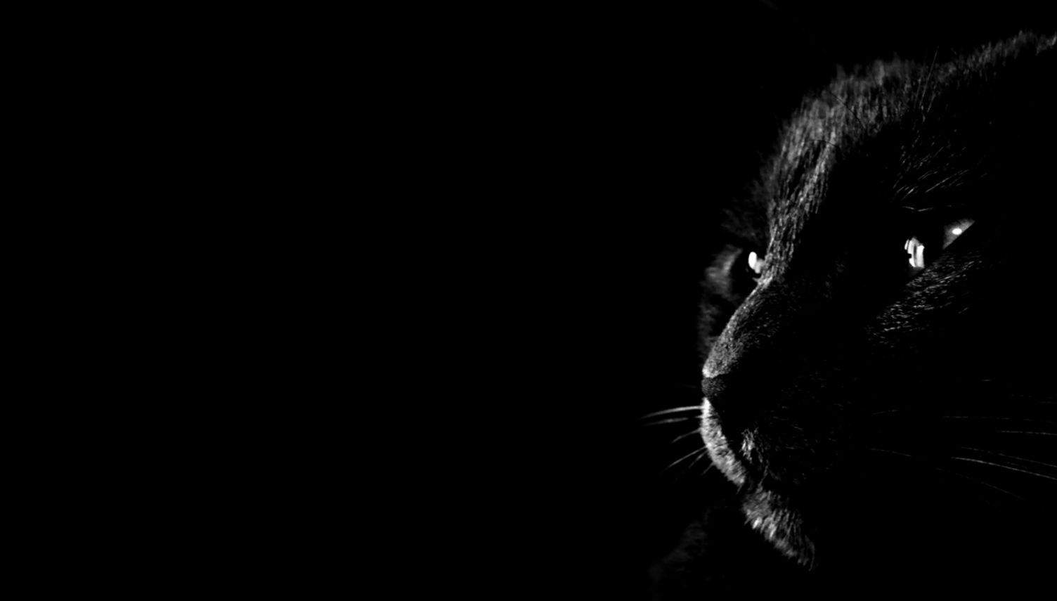 Black Animal Wallpapers Wallpaper Cave