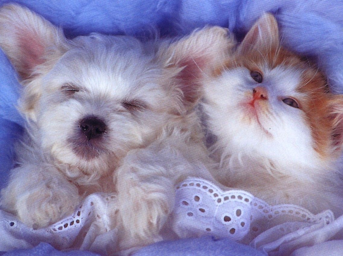 Animal 3D Wallpapers Wallpaper Cave