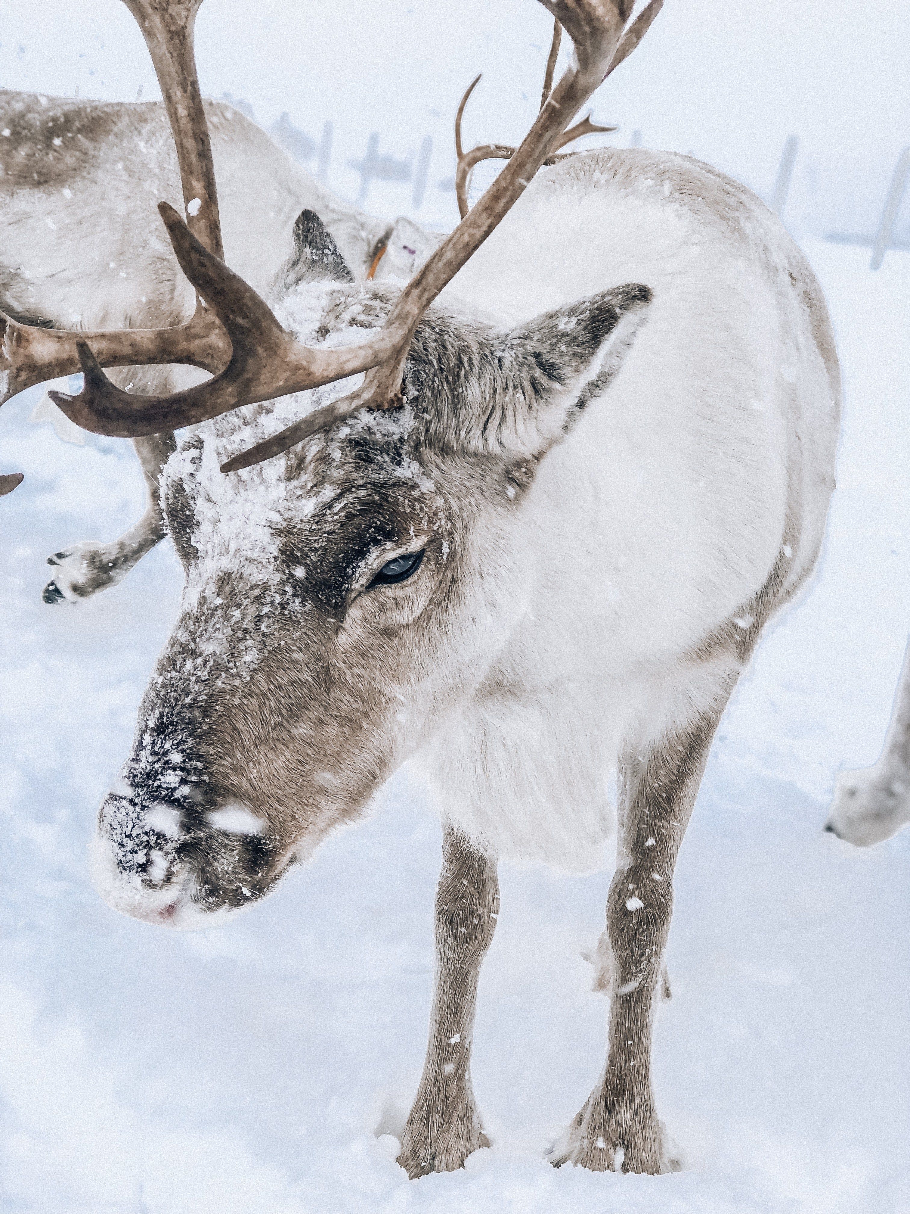 Arctic Reindeer Wallpapers Wallpaper Cave