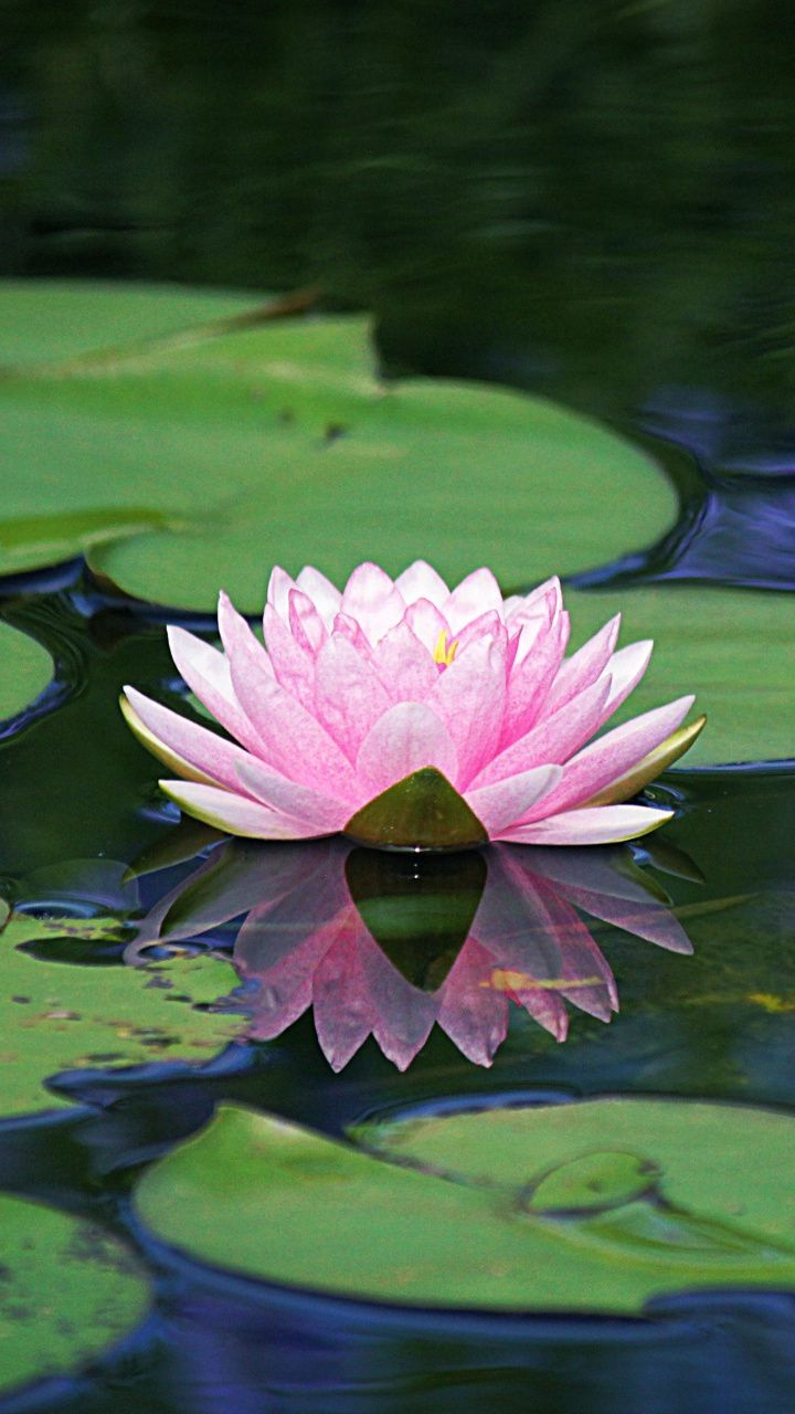 Water Lilies Wallpapers Wallpaper Cave