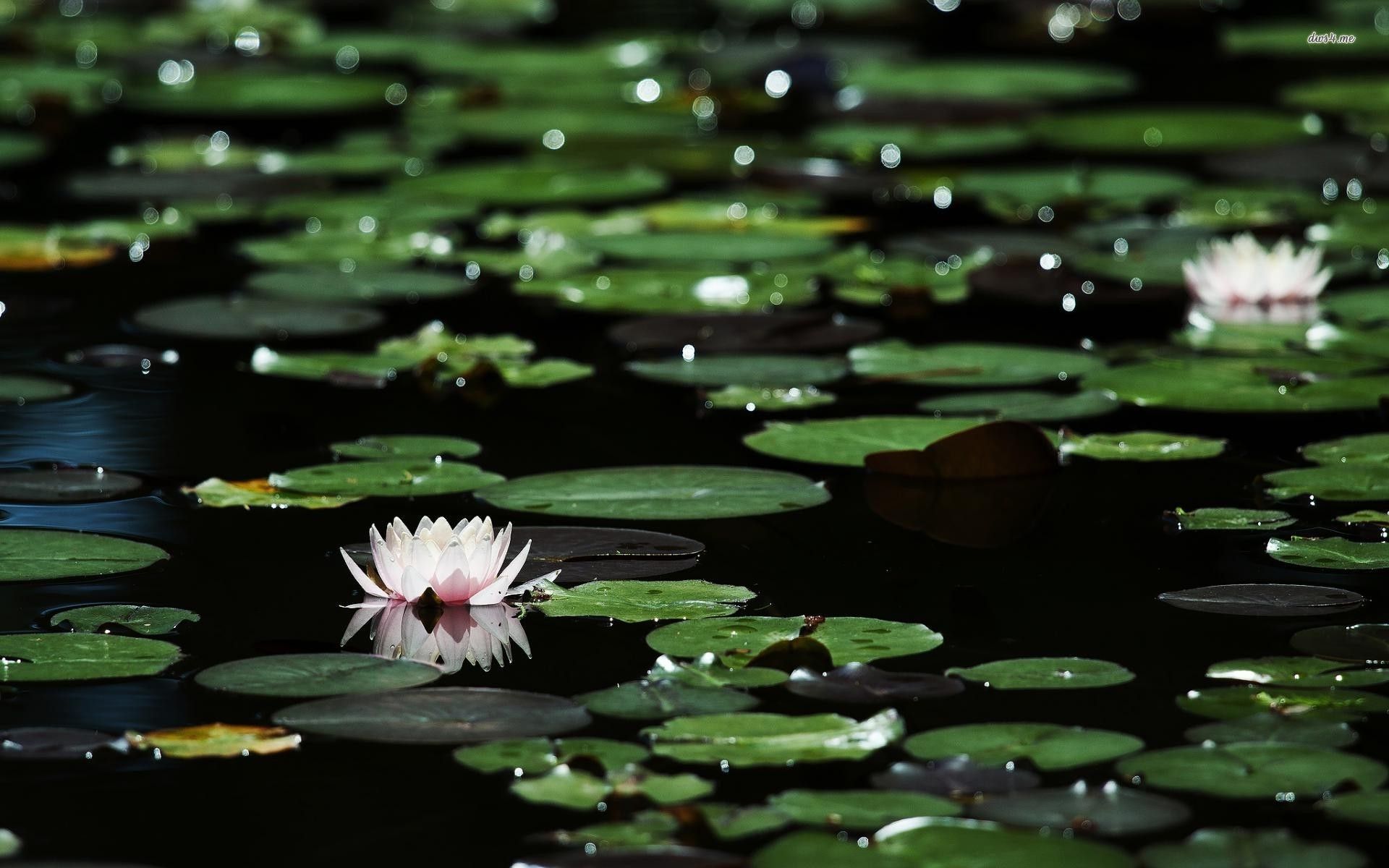 Water Lilies Wallpapers Wallpaper Cave