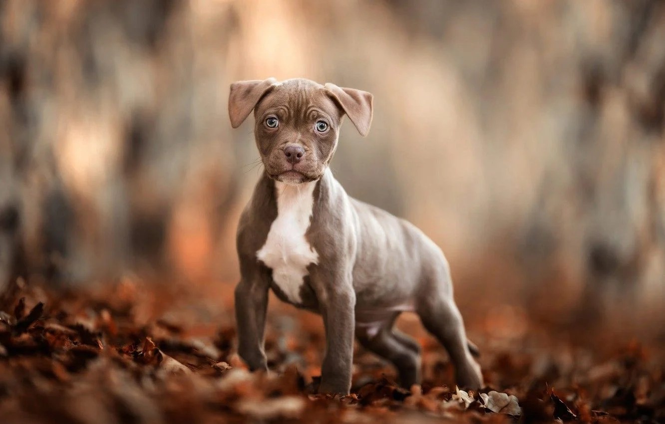 Baby Pitbull Wallpapers Wallpaper Cave