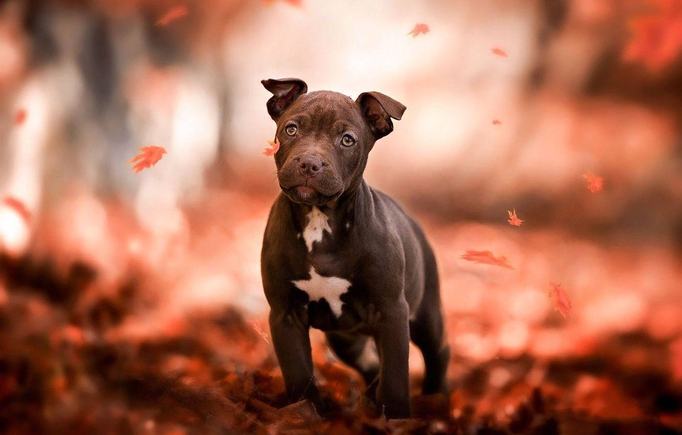Baby Pitbull Wallpapers Wallpaper Cave