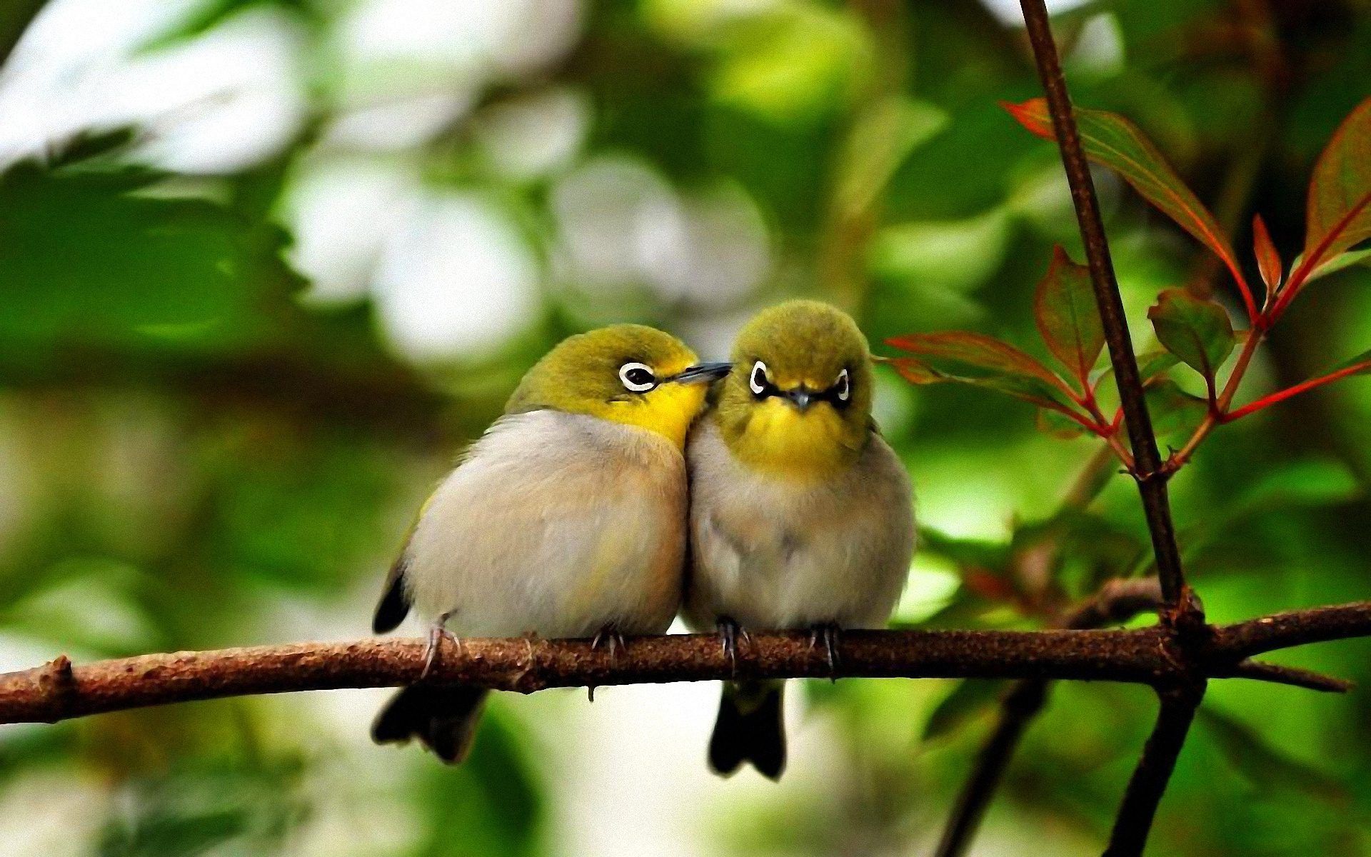 Cute Bird Wallpapers Wallpaper Cave