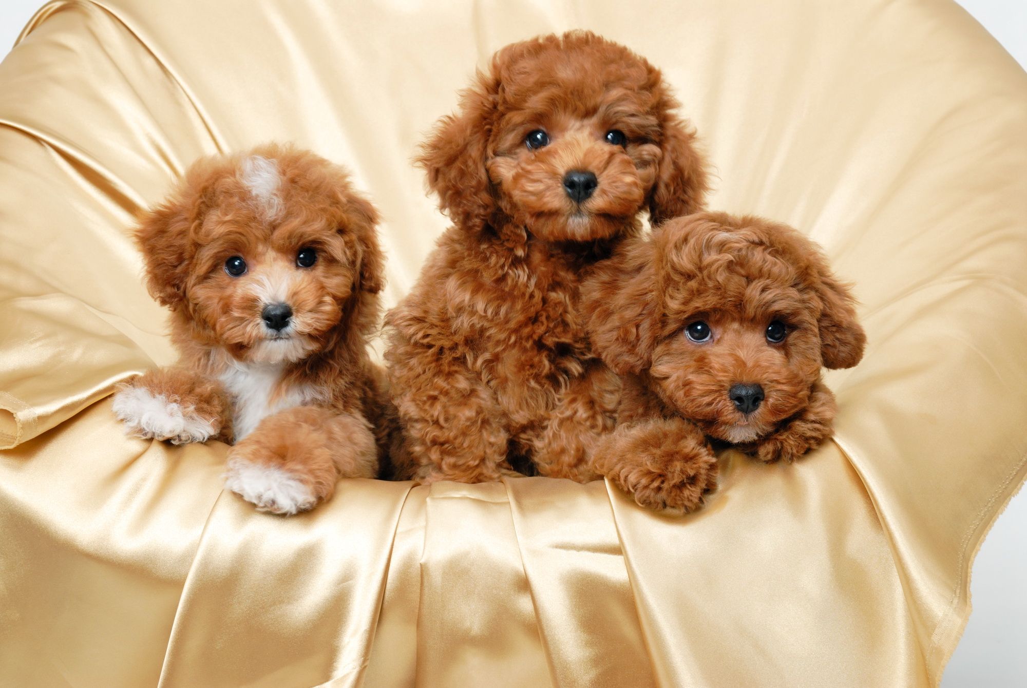 Labradoodle Puppy Wallpapers Wallpaper Cave