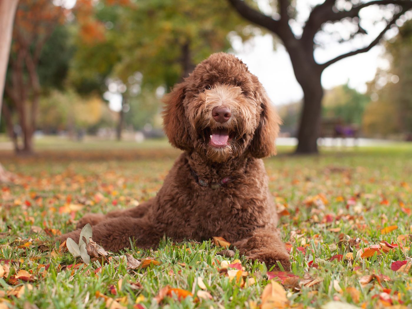 Labradoodle Puppy Wallpapers Wallpaper Cave