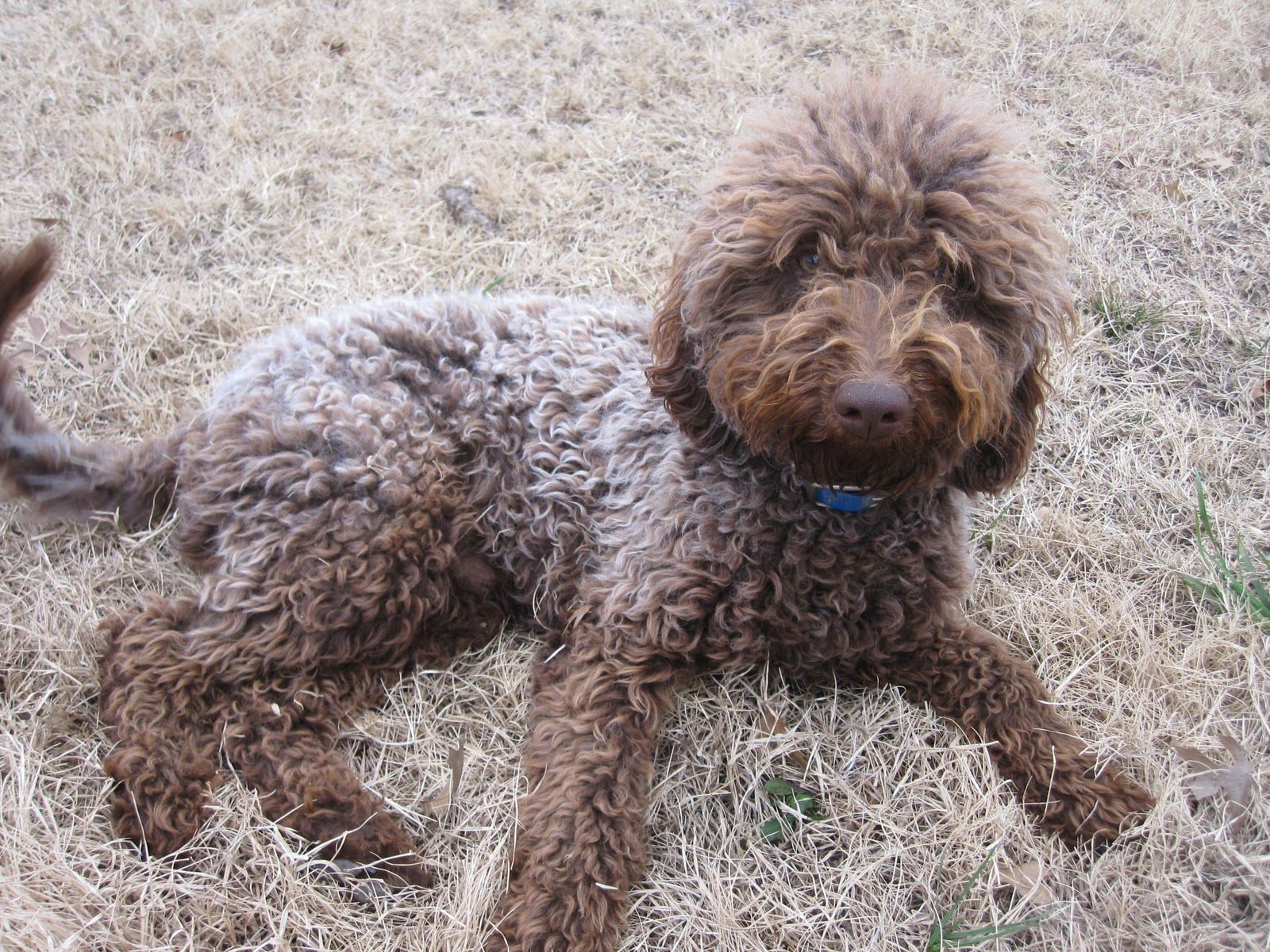 Labradoodle Puppy Wallpapers Wallpaper Cave