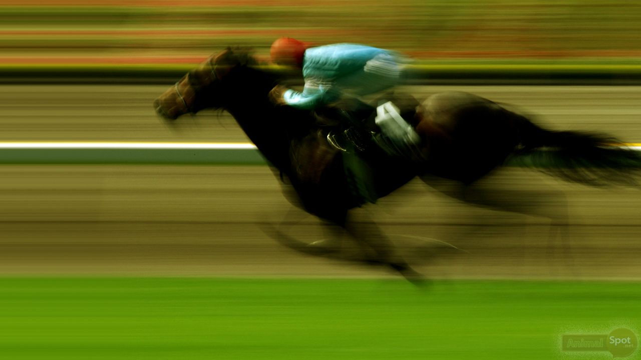 Horse Race Wallpapers Wallpaper Cave