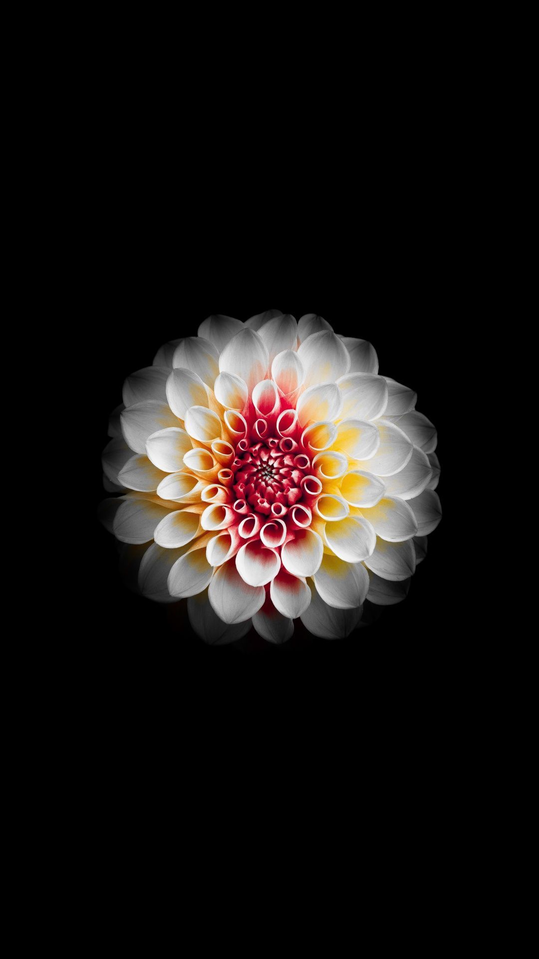 Floral Dark Phone Abstract Wallpapers Wallpaper Cave