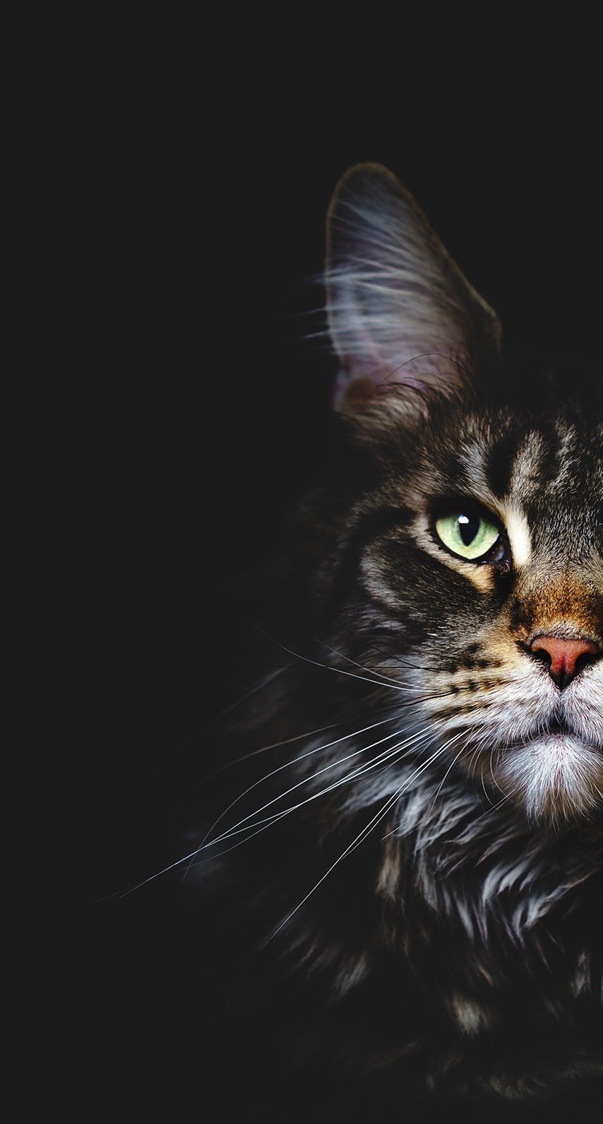 Dark Cat Wallpapers Wallpaper Cave