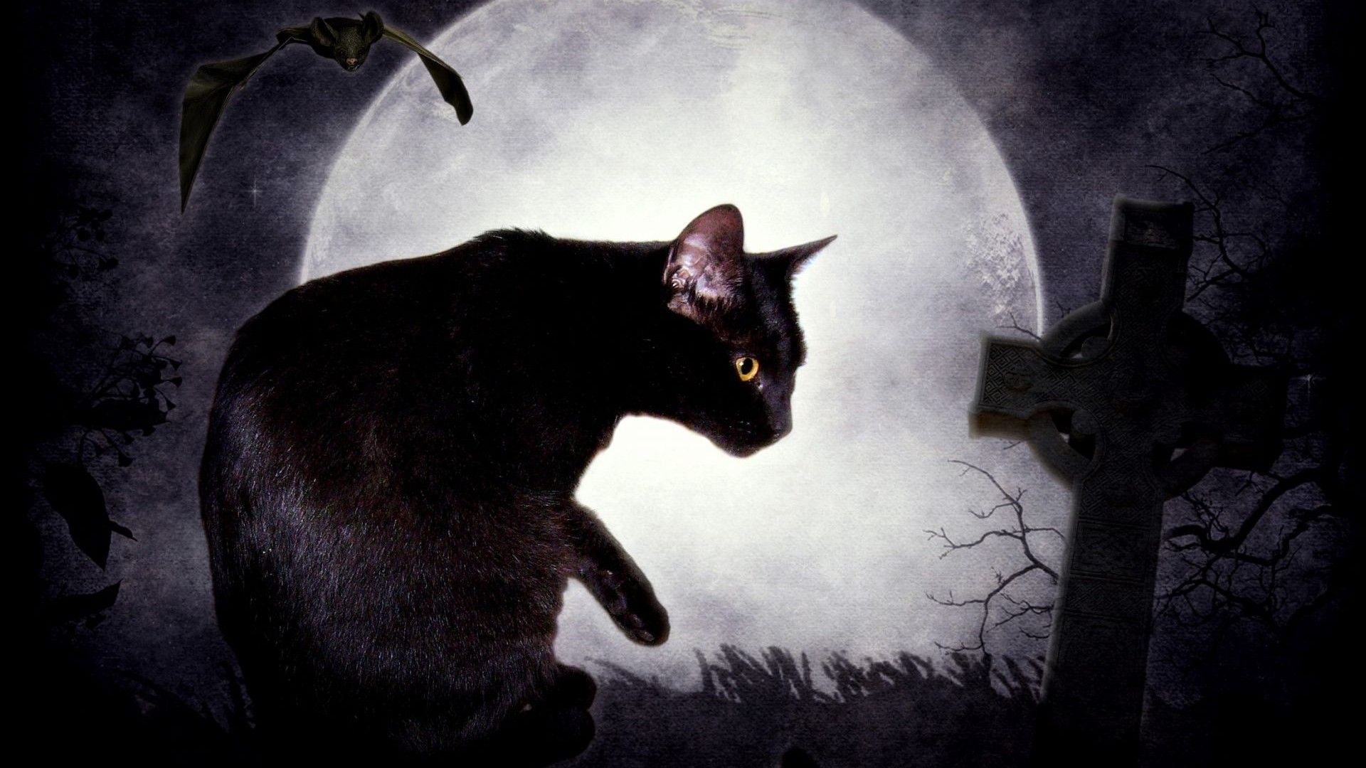 Dark Cat Wallpapers Wallpaper Cave