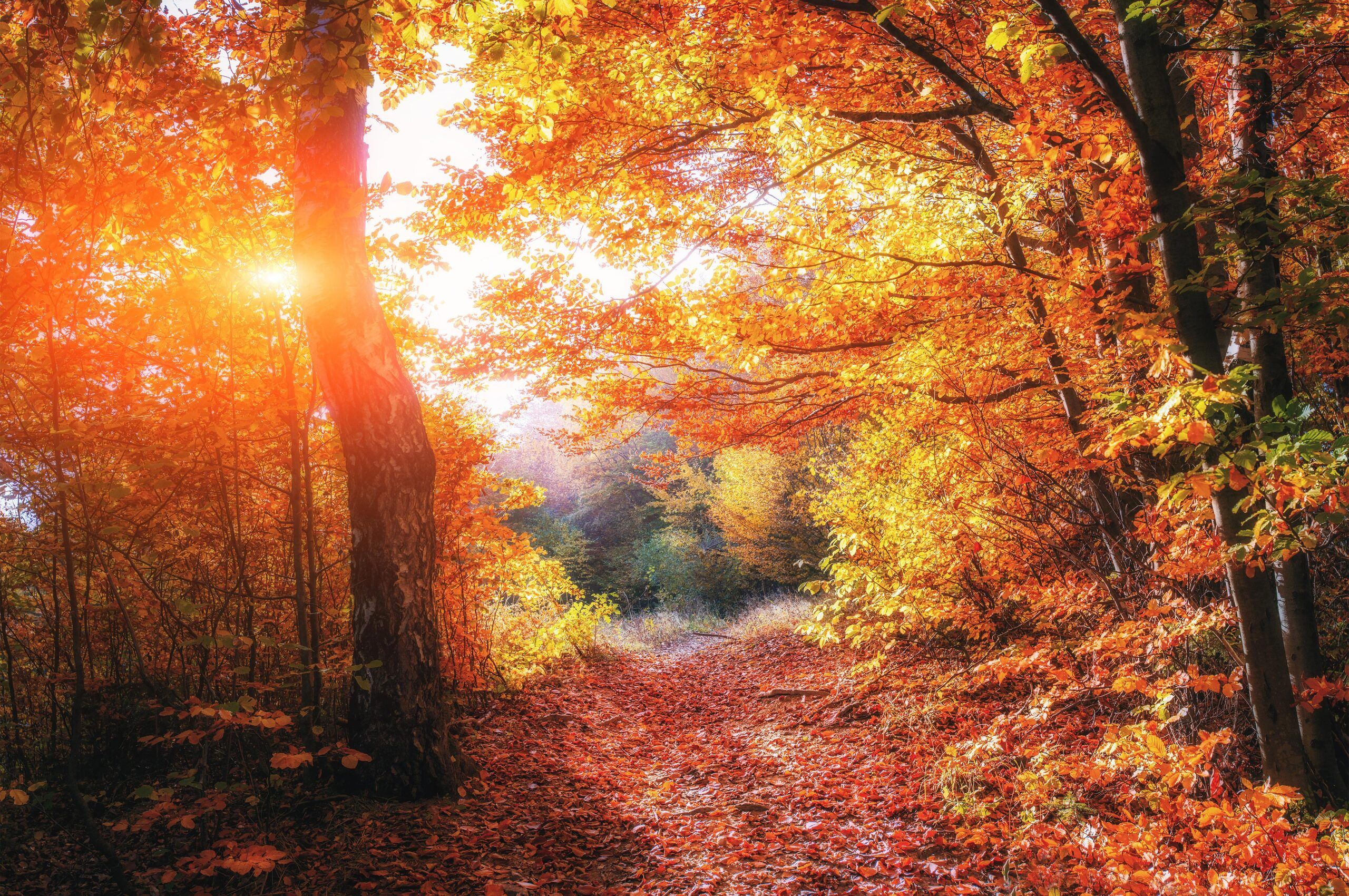 Autumn Chromebook Wallpapers Wallpaper Cave