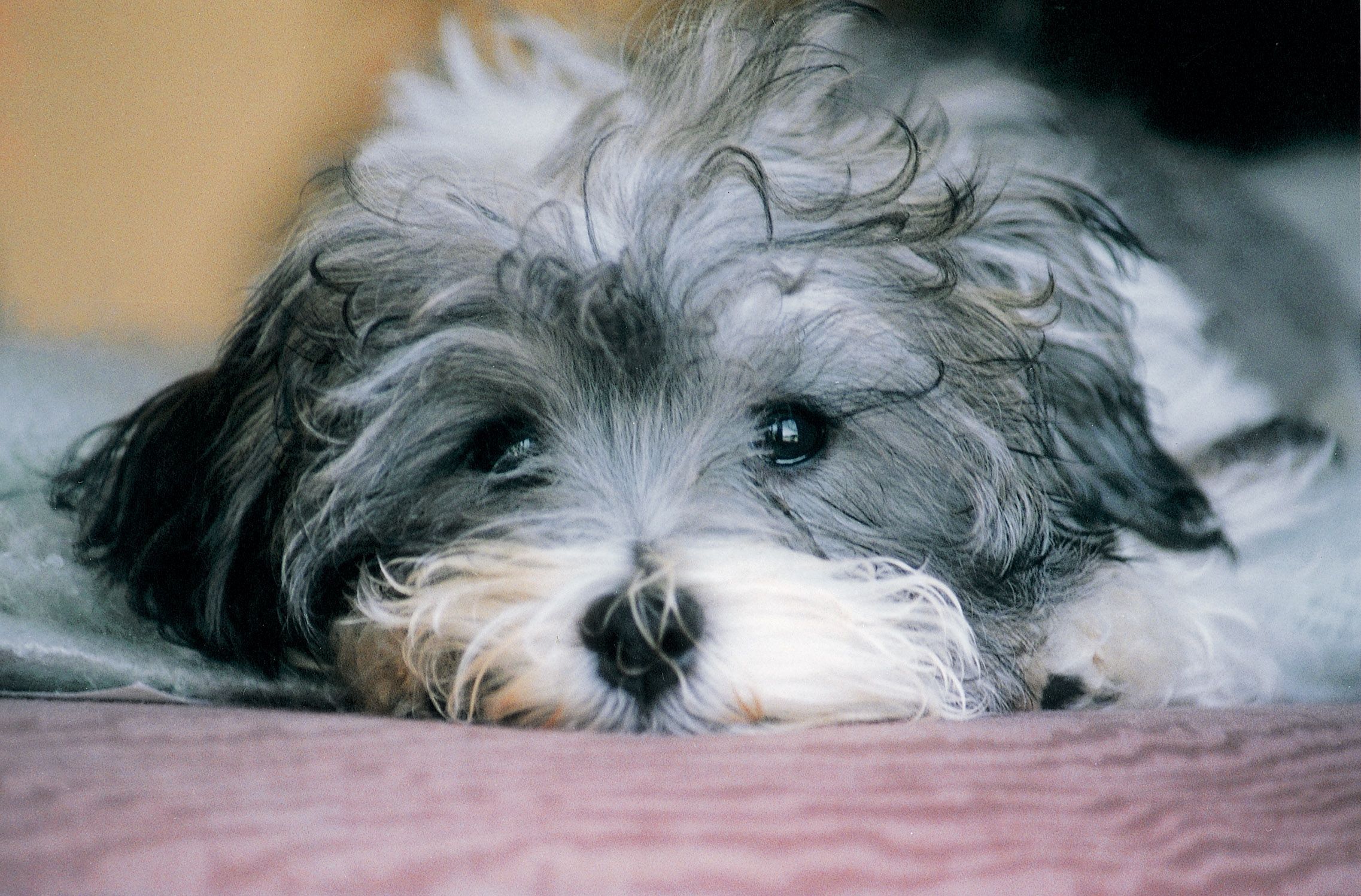 Havanese Wallpapers Wallpaper Cave
