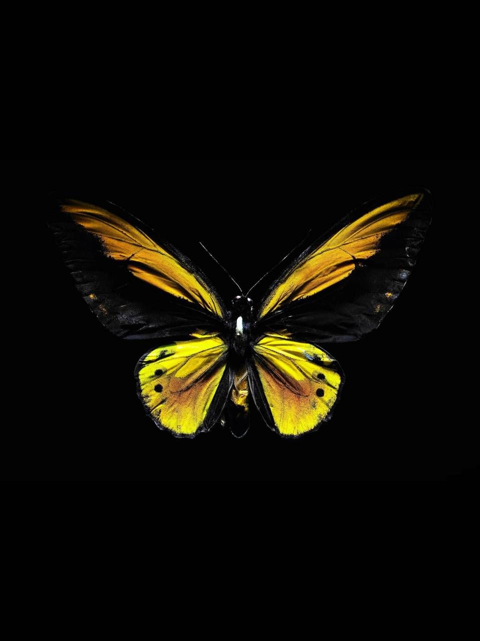 Yellow Butterfly Aesthetic Wallpapers Wallpaper Cave