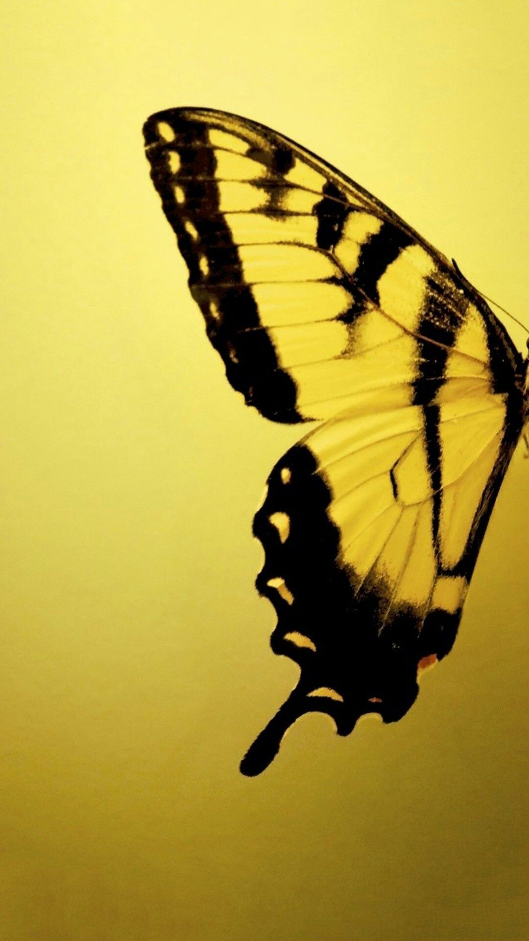 Yellow Butterfly Aesthetic Wallpapers Wallpaper Cave