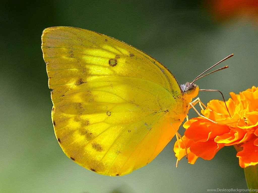 Yellow Butterfly Wallpapers Wallpaper Cave