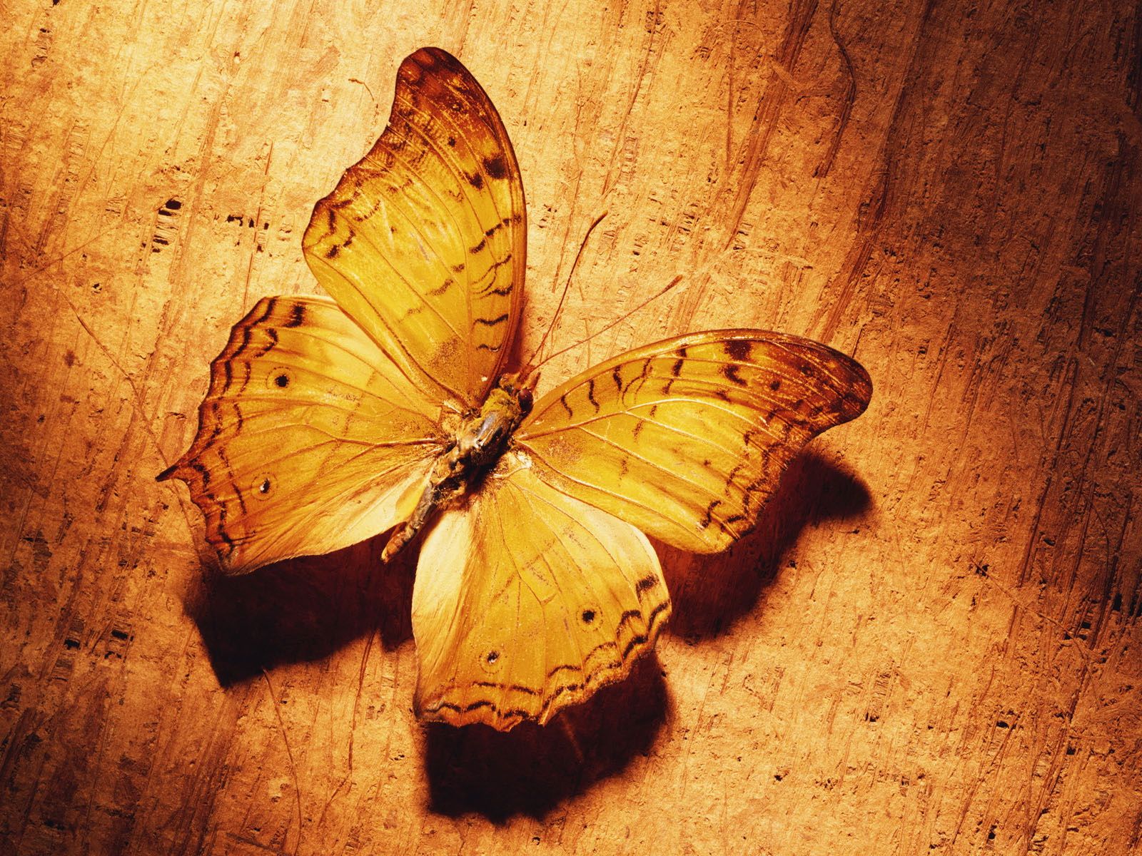 Yellow Butterfly Wallpapers Wallpaper Cave