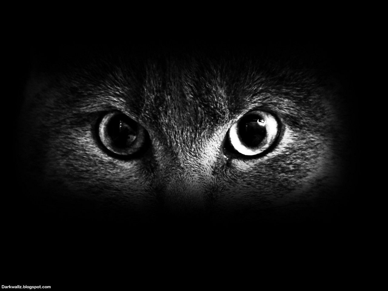 Dark Eyes Wallpapers Wallpaper Cave