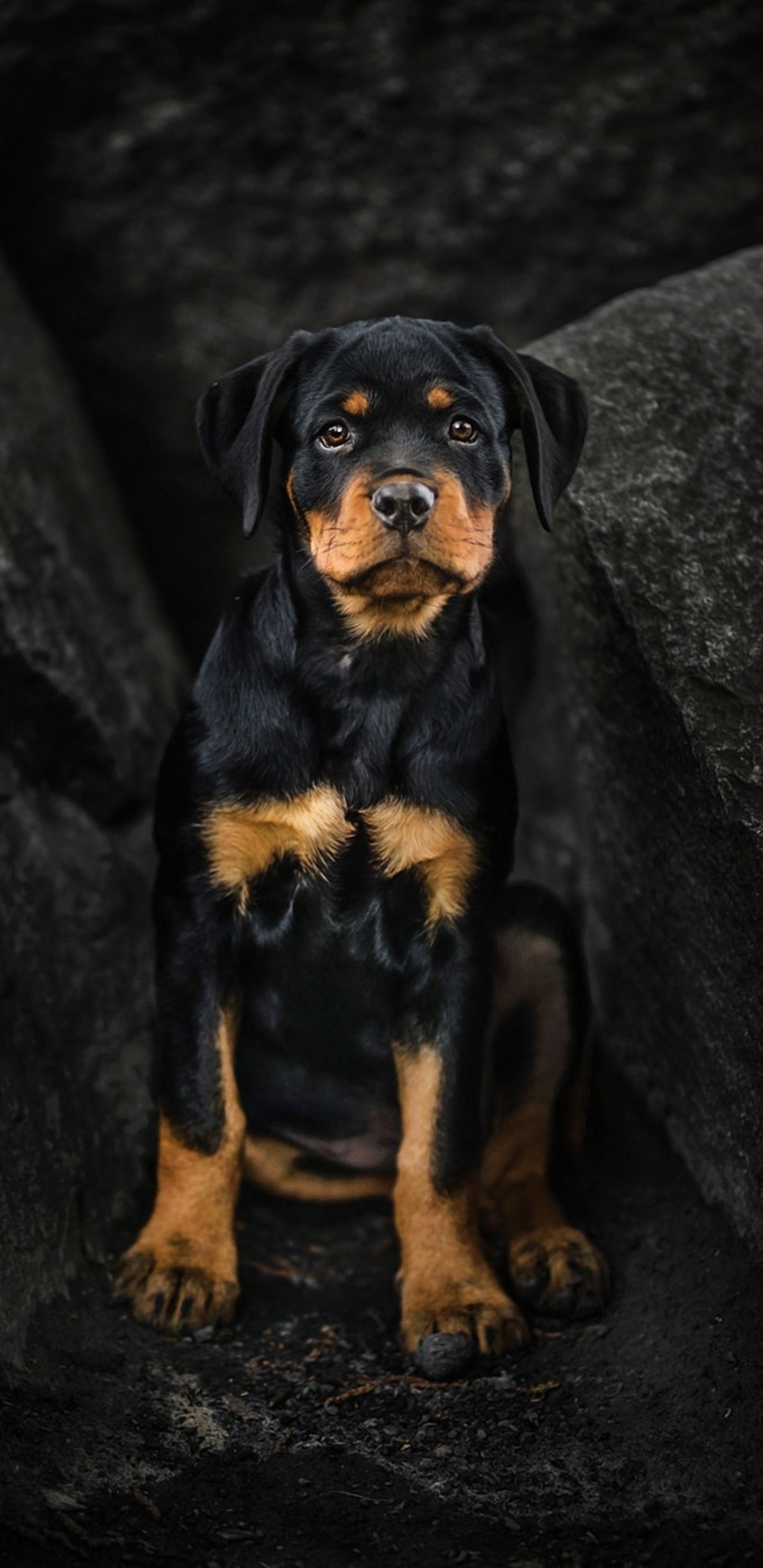 Rottweiler Puppy Wallpapers Wallpaper Cave