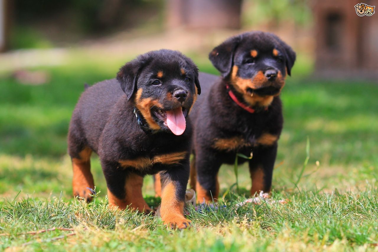 Rottweiler Puppy Wallpapers Wallpaper Cave