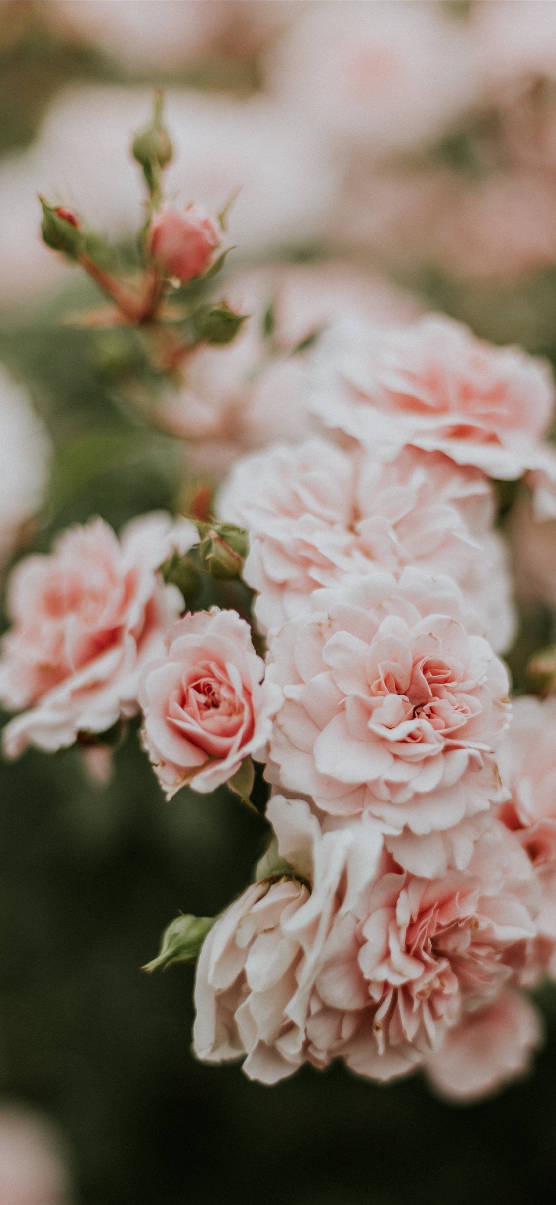 Pink iPhone 11 Wallpapers Wallpaper Cave