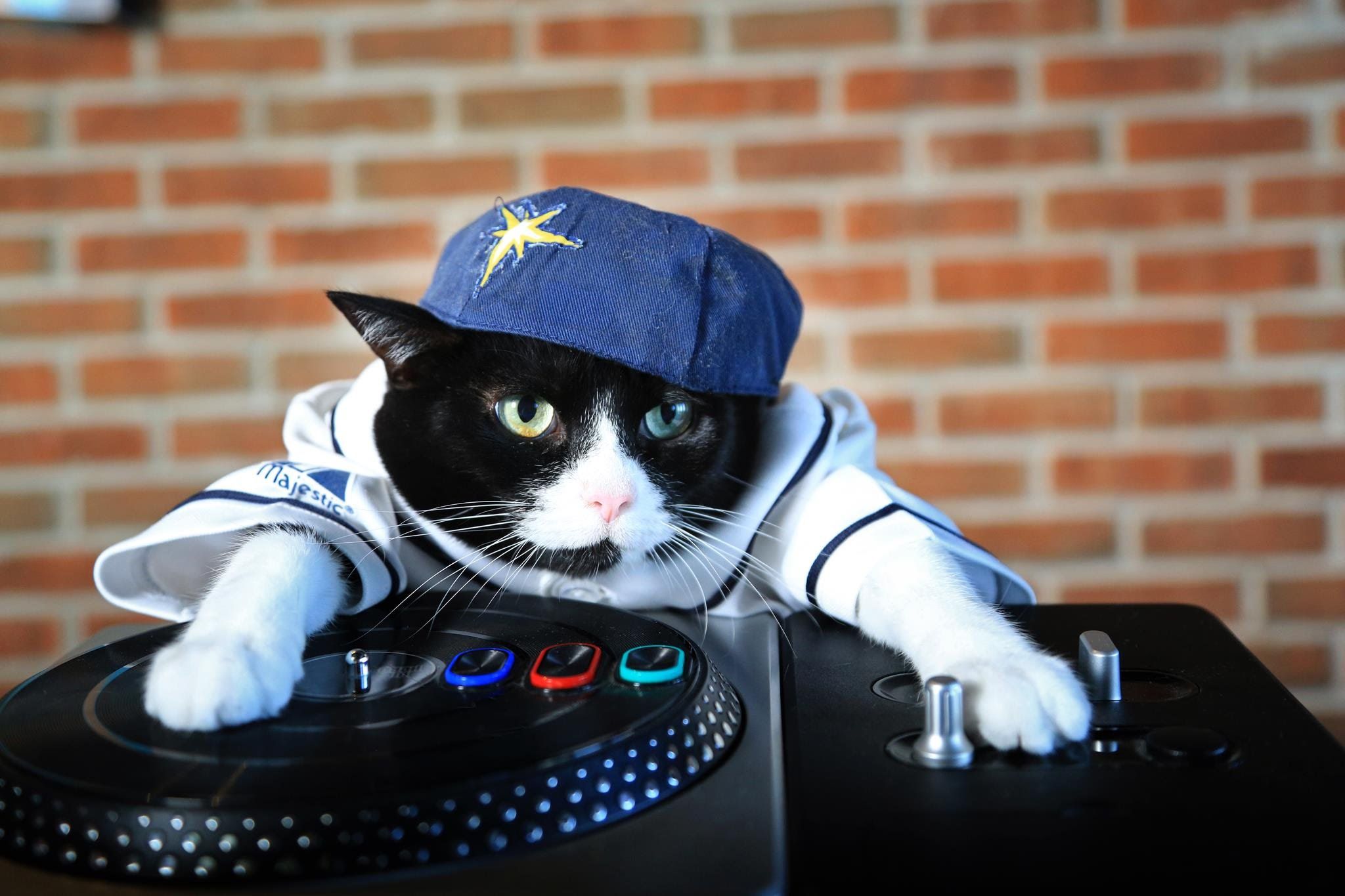 Gangster Cat Wallpapers Wallpaper Cave