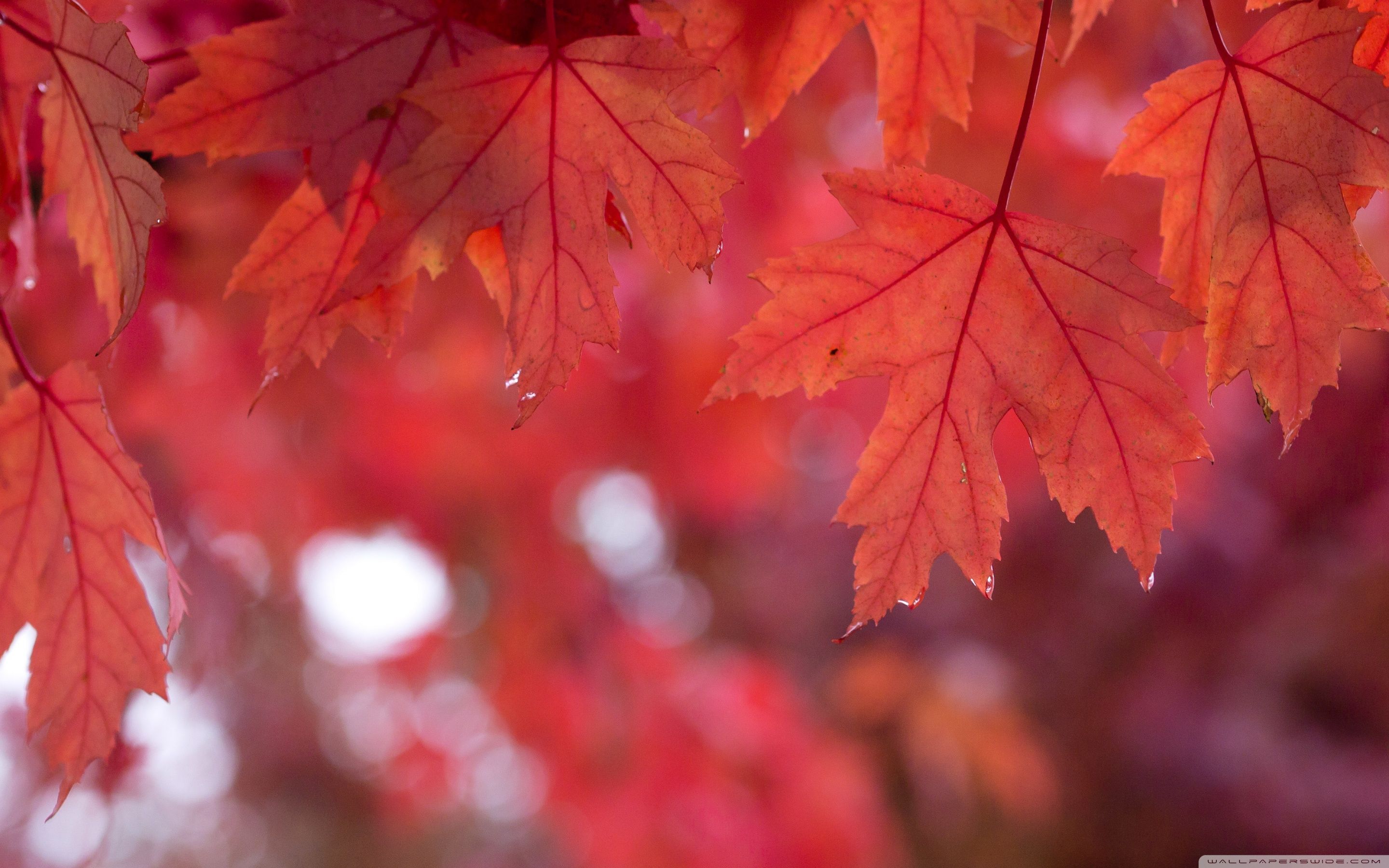 Red Autumn Wallpapers Wallpaper Cave