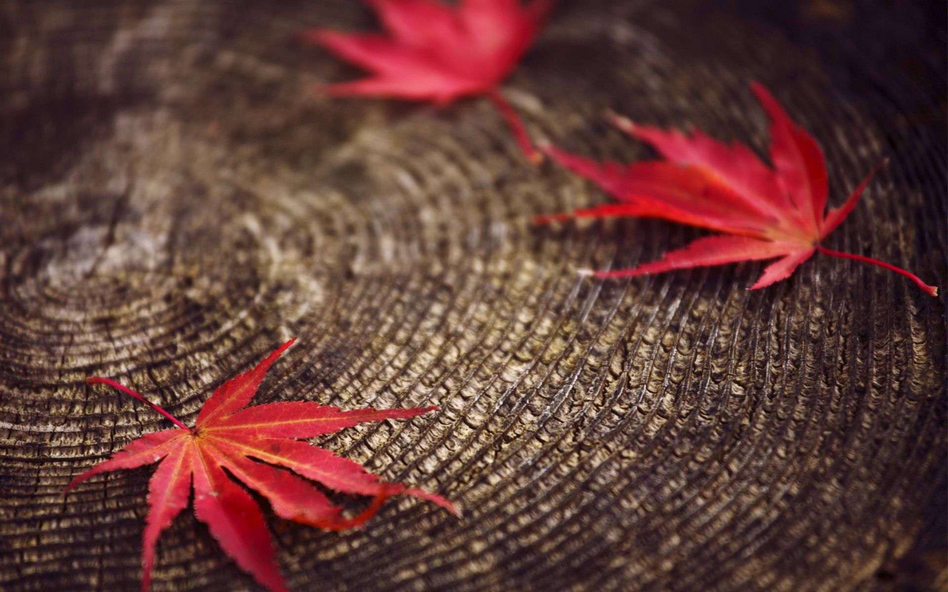 Red Autumn Wallpapers Wallpaper Cave