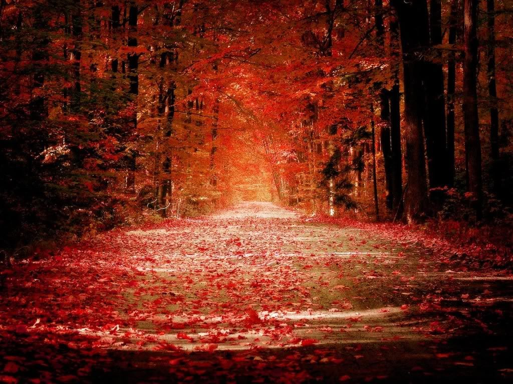 Red Autumn Wallpapers Wallpaper Cave