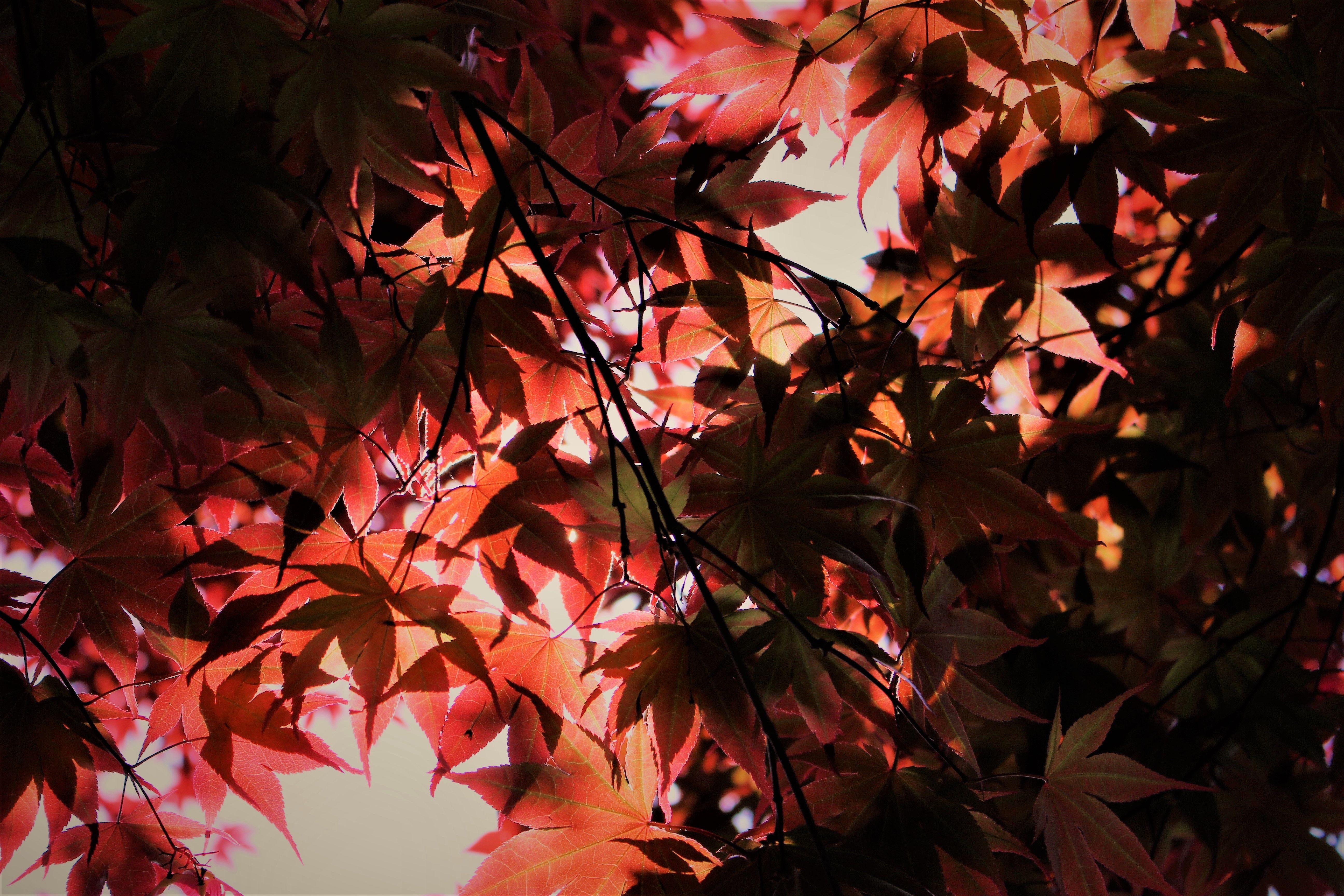 Red Autumn Wallpapers Wallpaper Cave